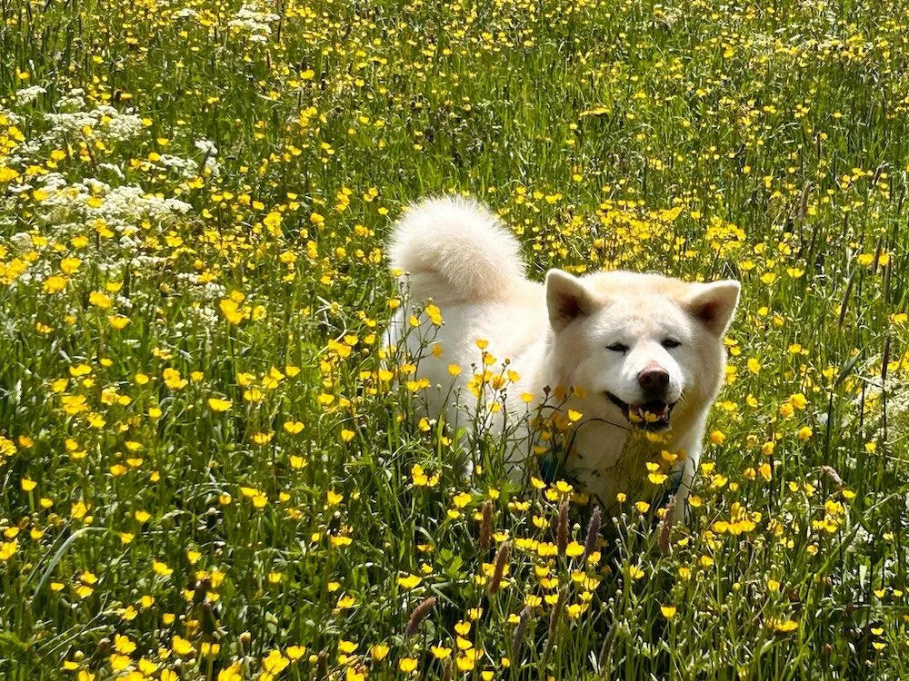 Akita Betty Toggenburg