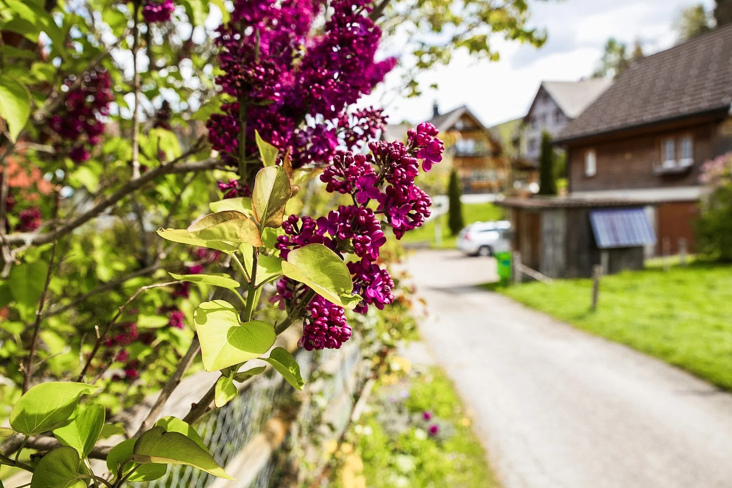 Bunte Blume mit rosa Blüten und grünen Blättern am Zaun in einem Landhausdorf bei Sonnenschein.