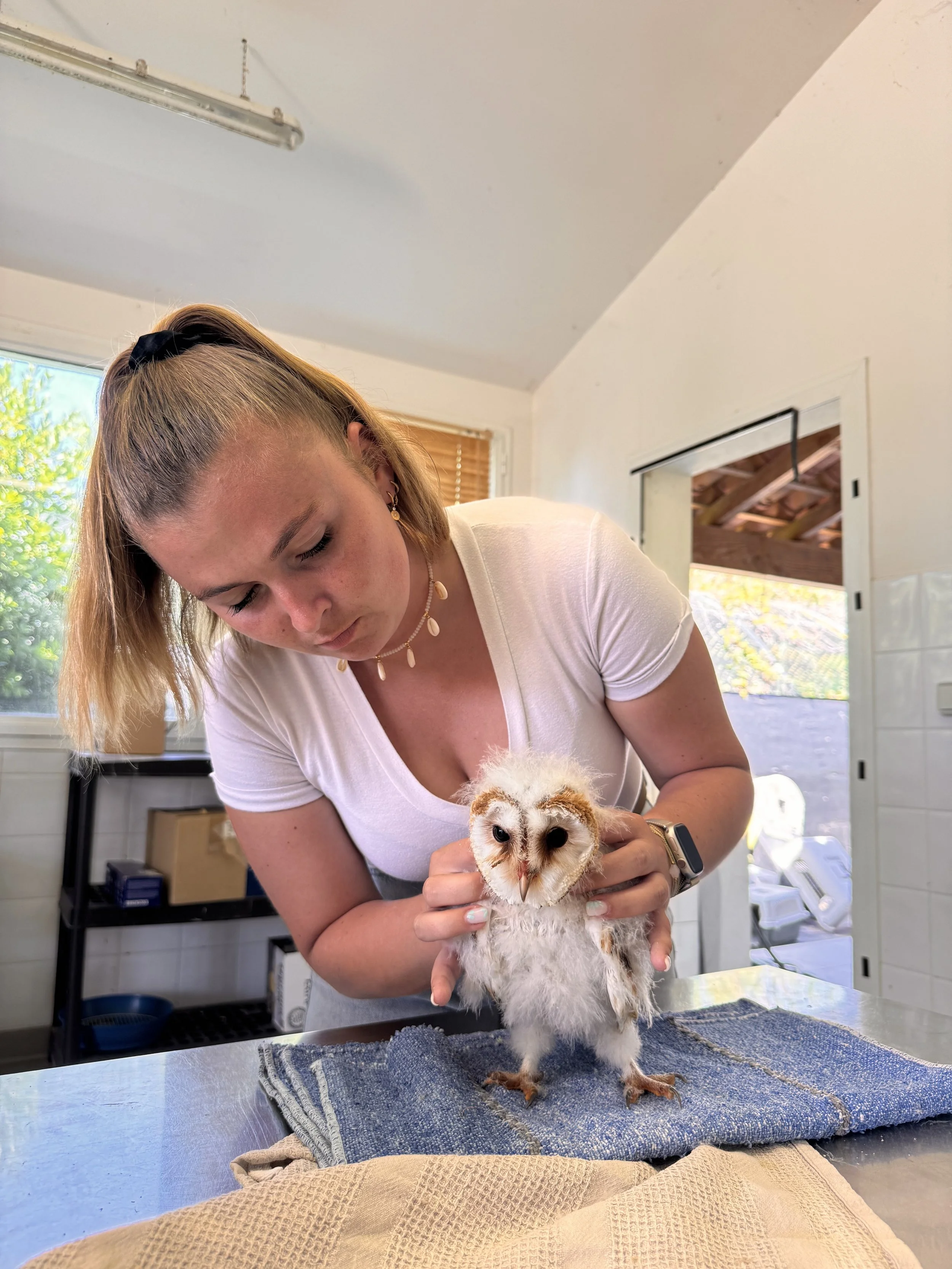 Ostéopathie sur les oiseaux