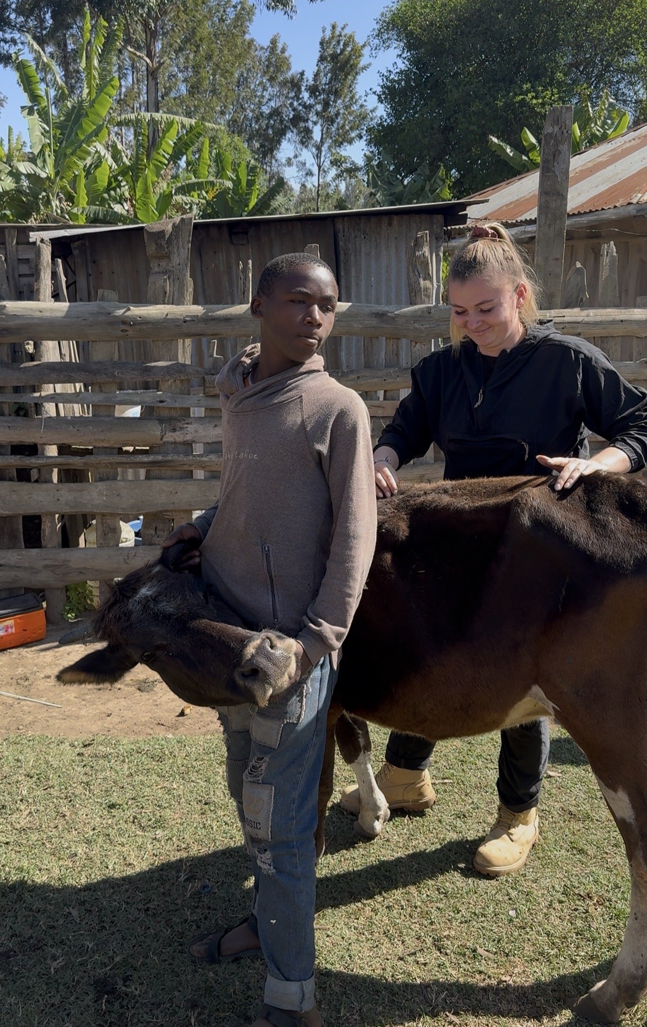 Tanzanie - ostéopathie sur les vaches massai