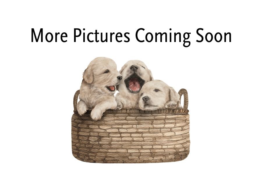 More Pictures Coming Soon.jpg