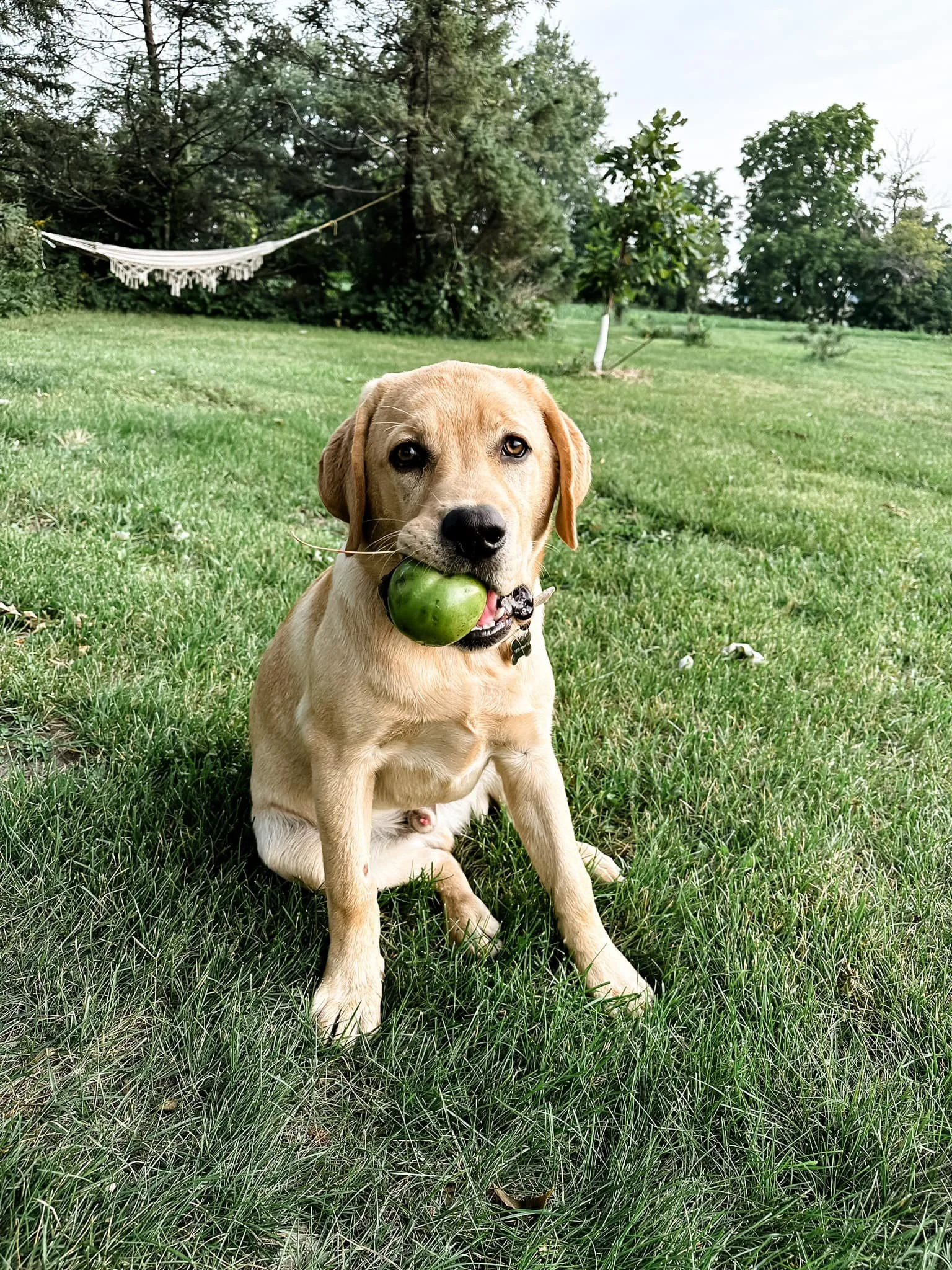 Dozer 19.jpg