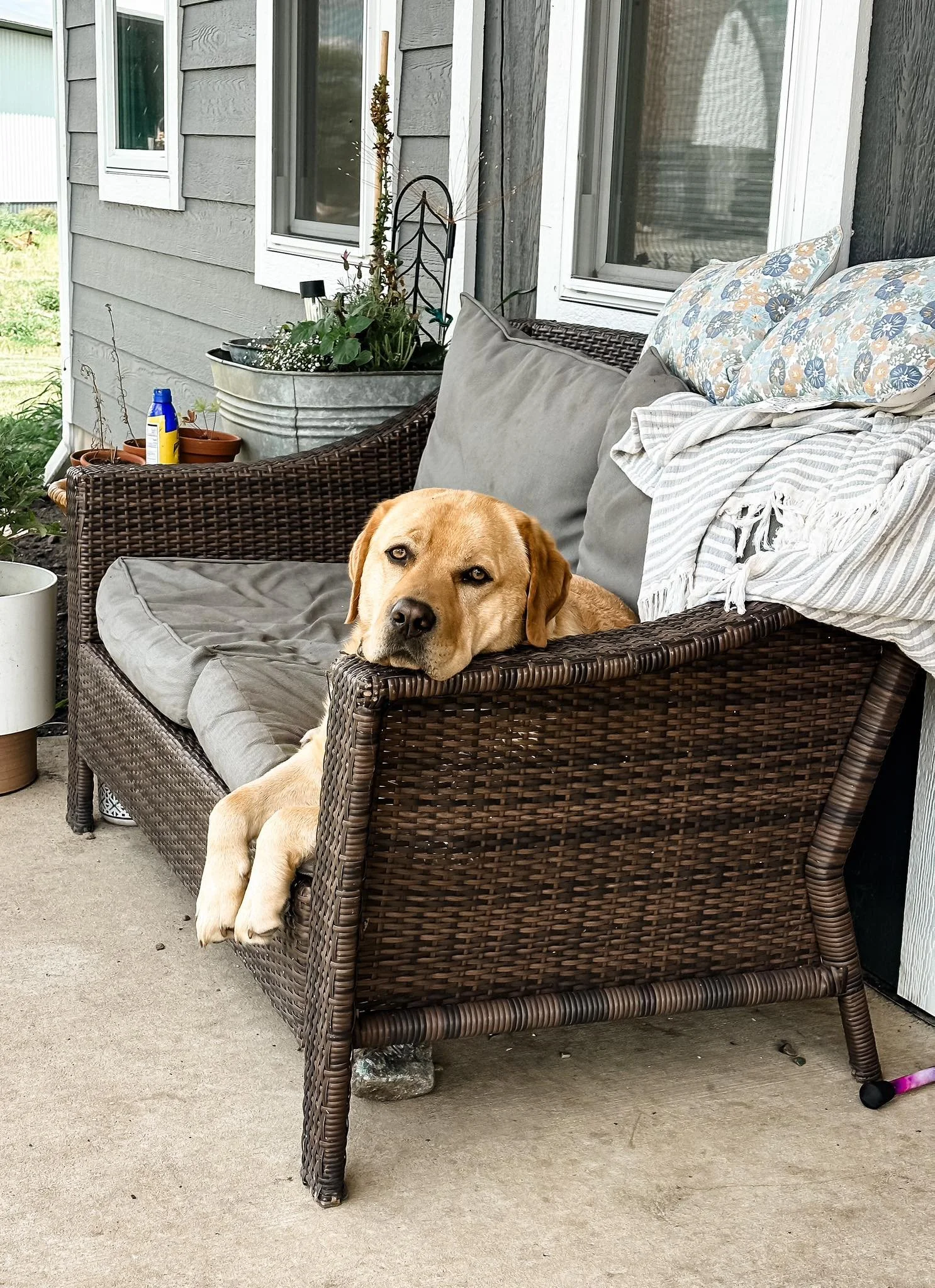 Dozer 13.jpg