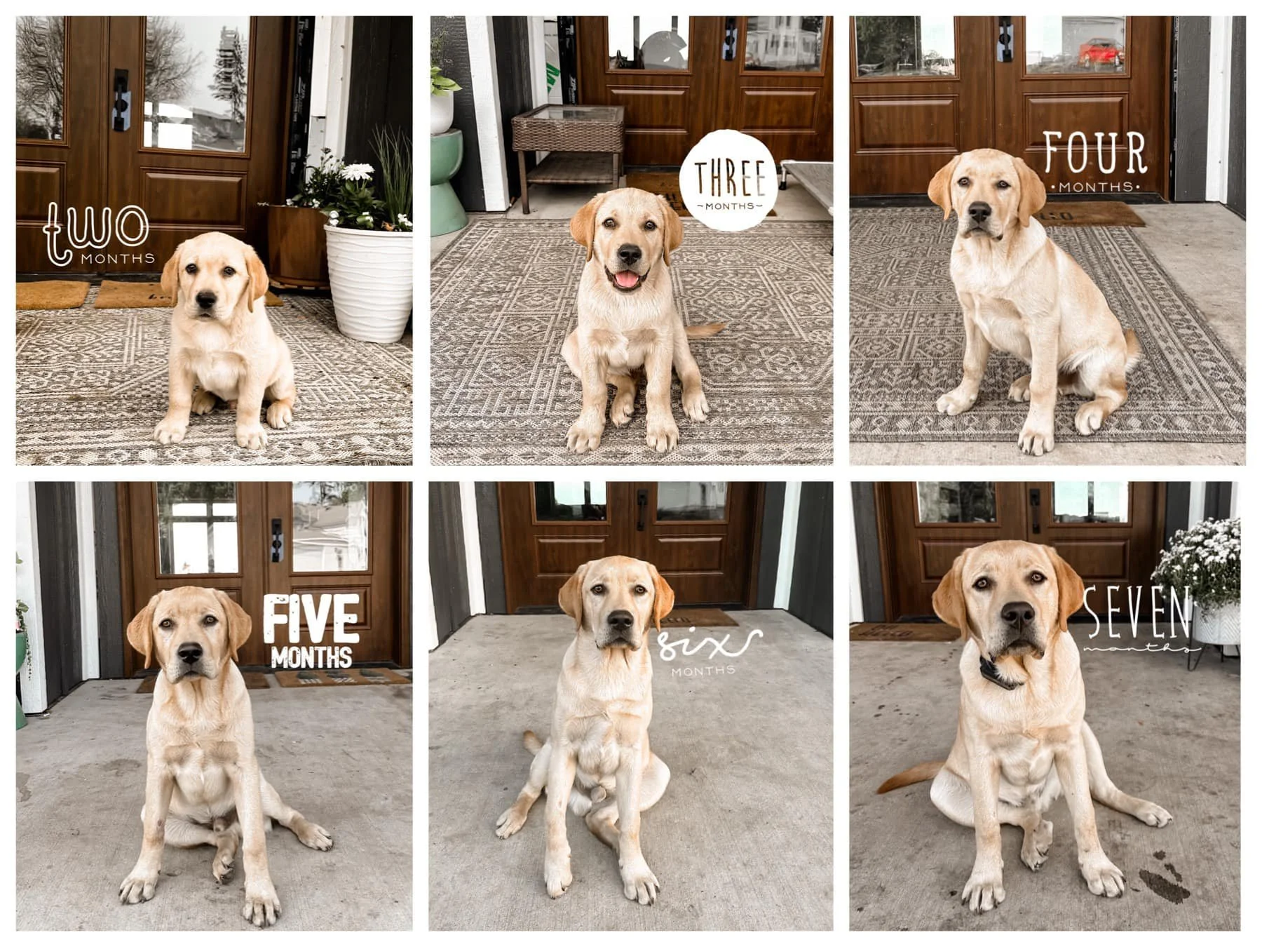 Dozer 5.jpg