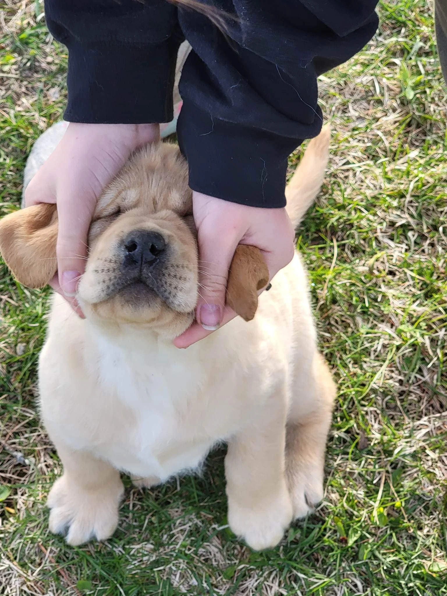 Dozer 4.jpg