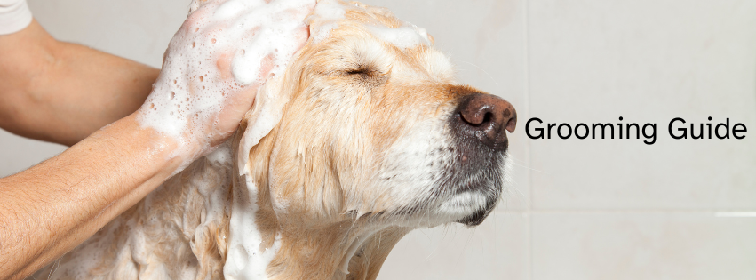 Grooming — Twisted Clovers Labrador Retrievers