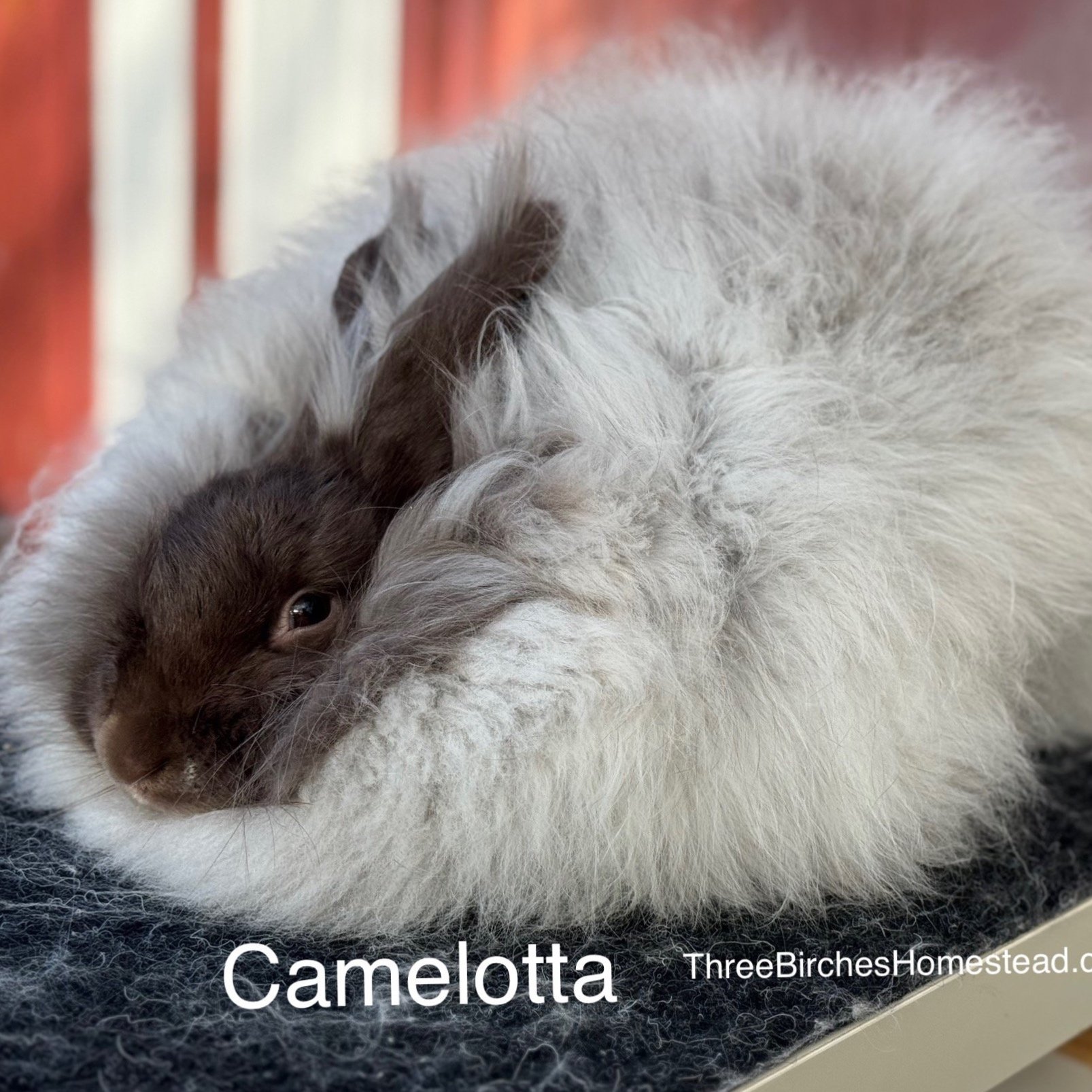 Camelotta chocolate raw fiber 2.4 oz