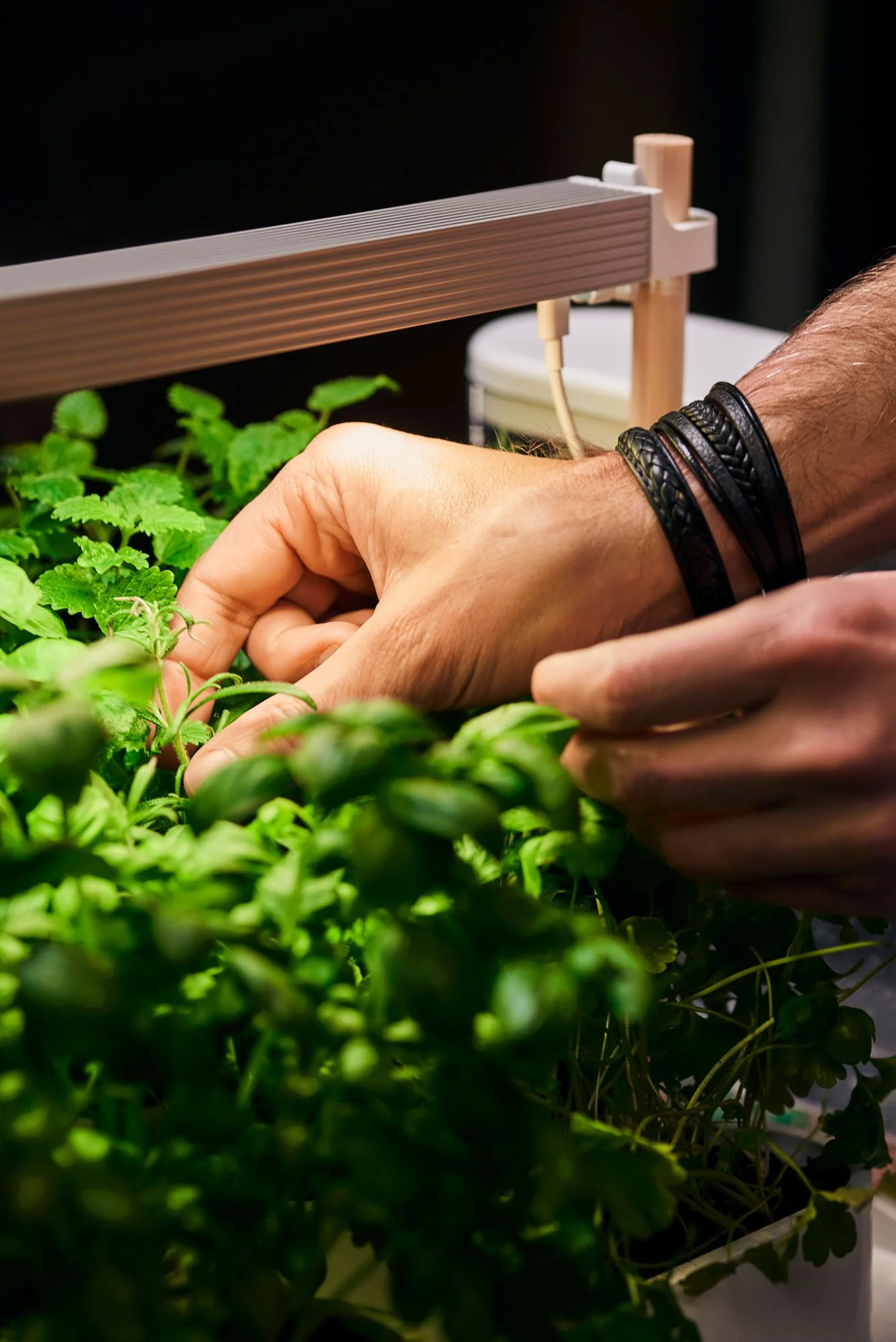 _DSC1361 plants forever .jpg