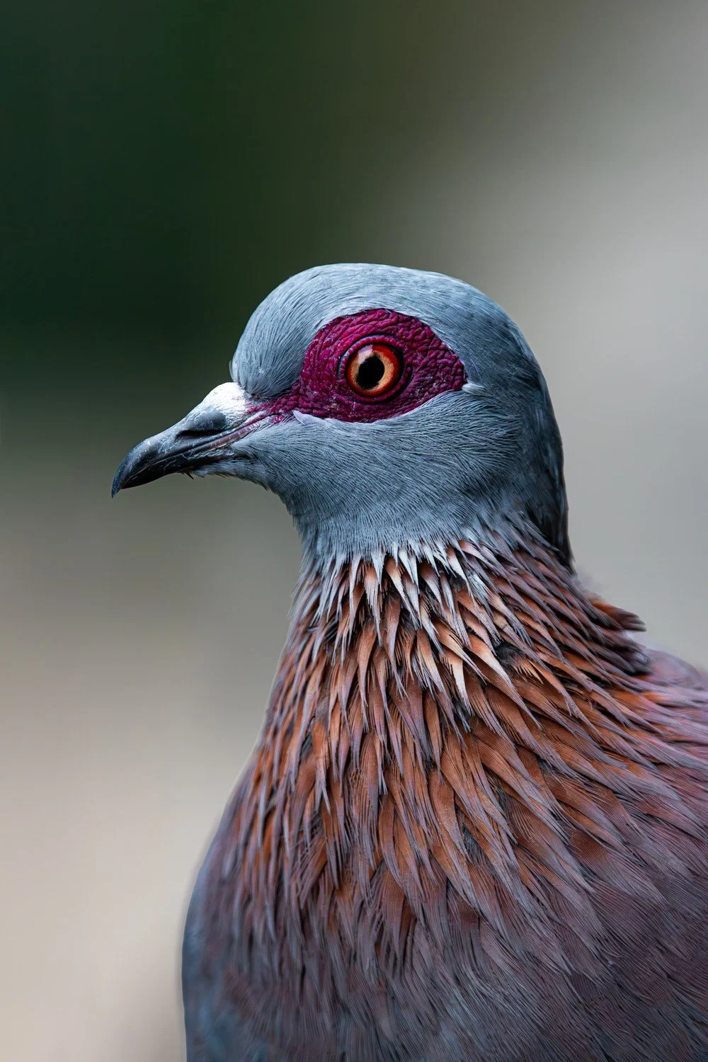 Bird's Eye