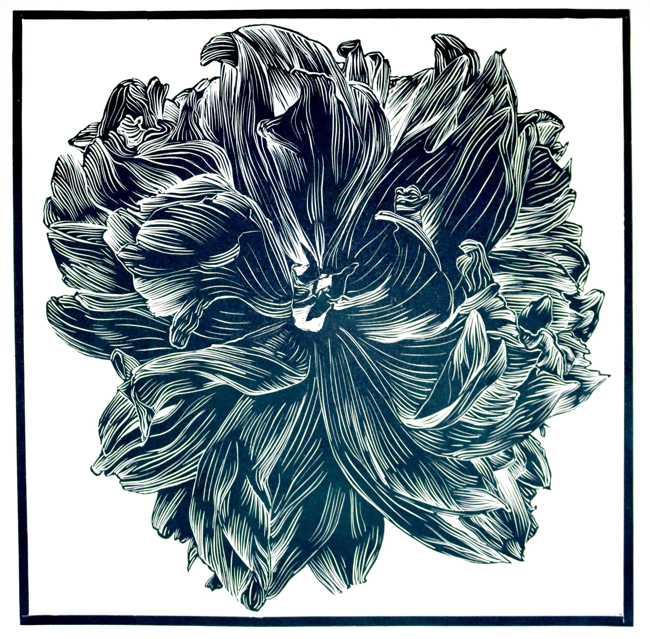 Peony 3 (12"x12"), 2024