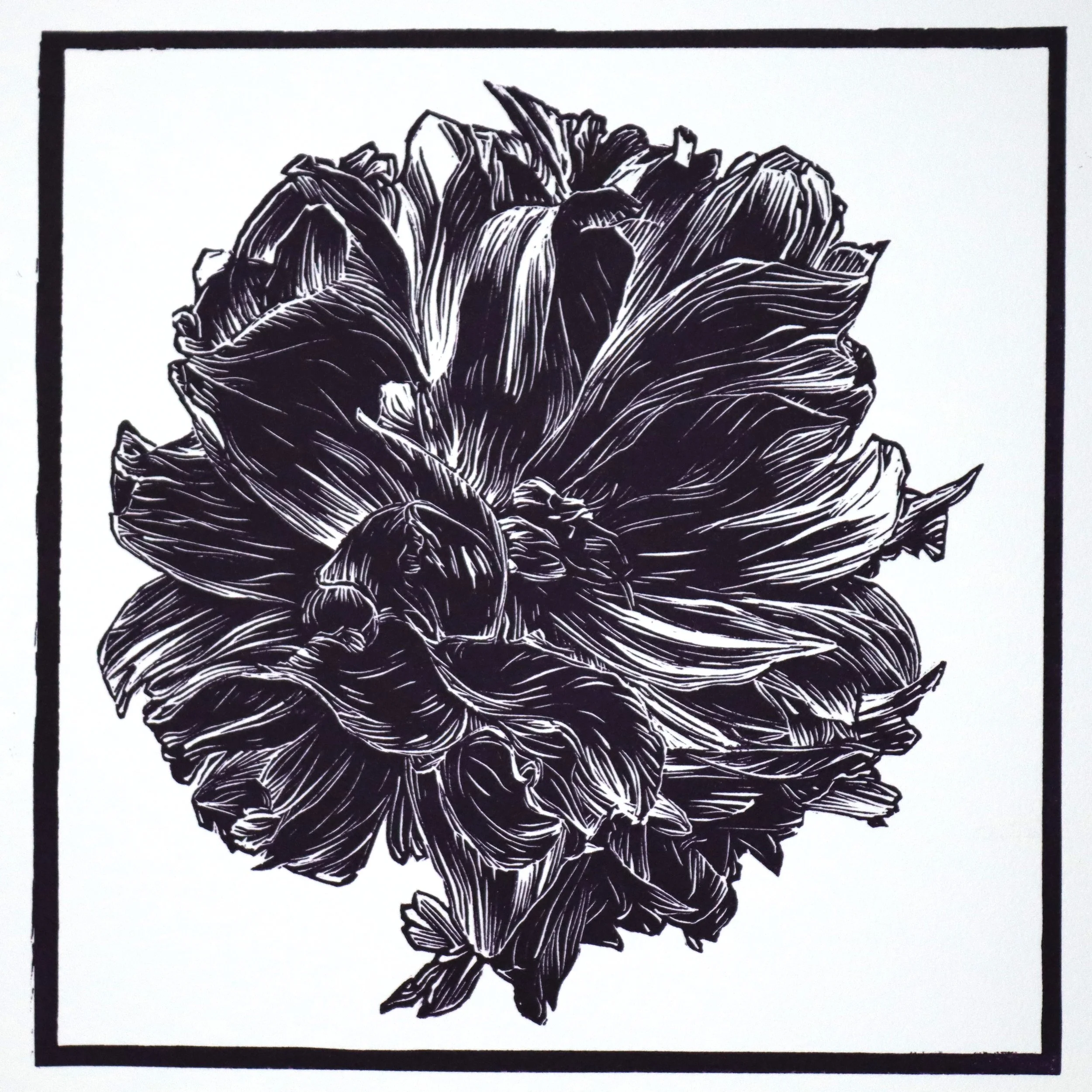 Peony 4 (8"x8"), 2025