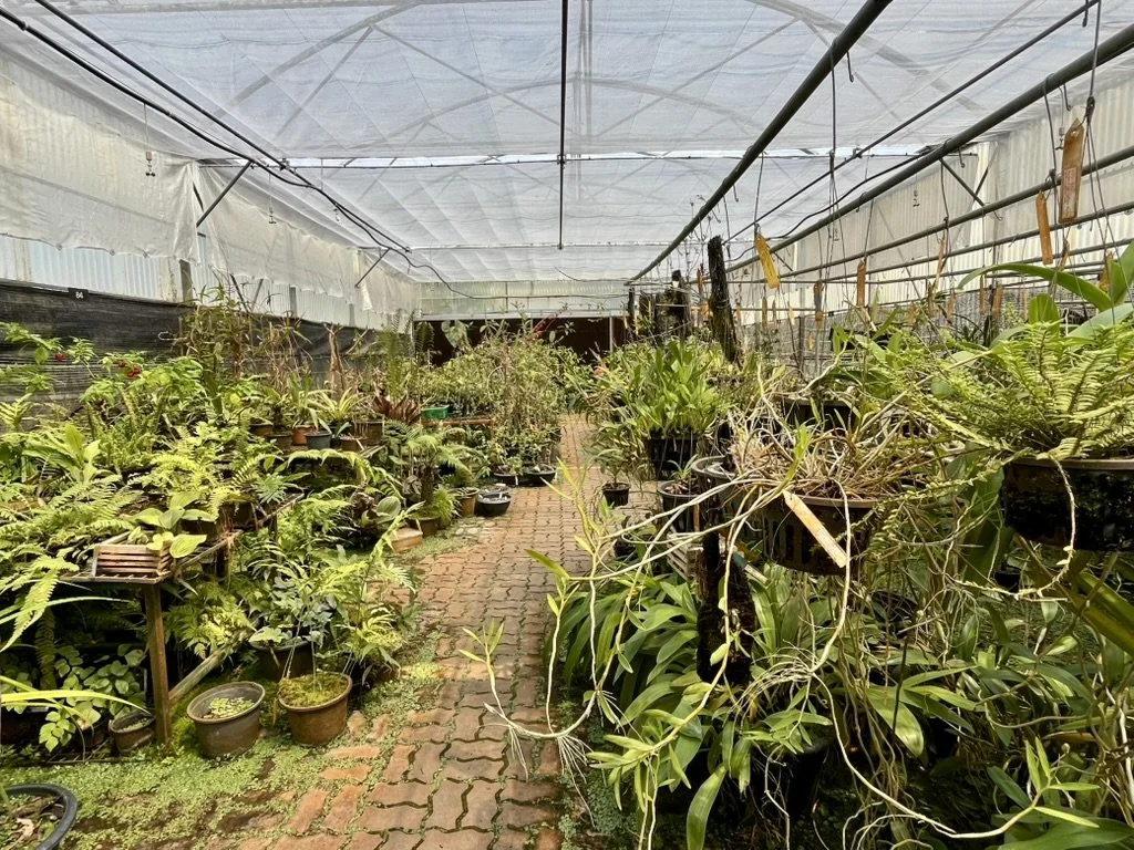 Thailand Lowland + Upland Botany