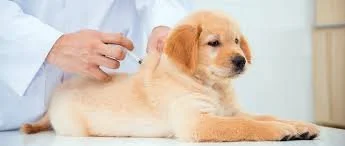 Low Cost Rabies Vaccination