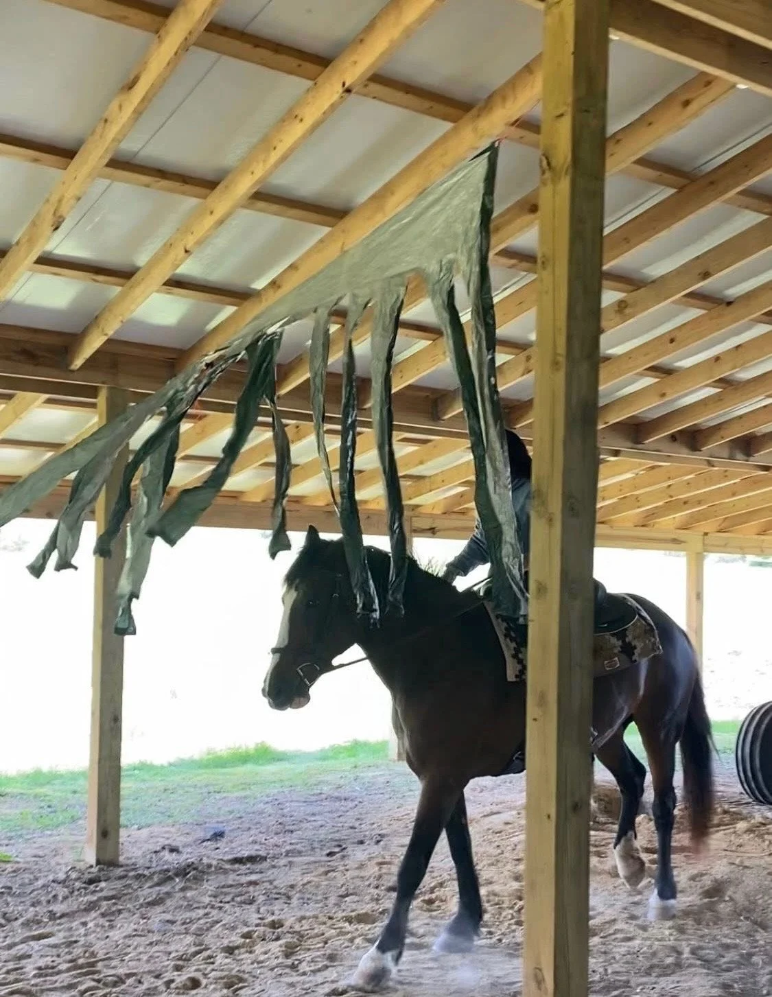 Mounted Unit team horses going through training.
