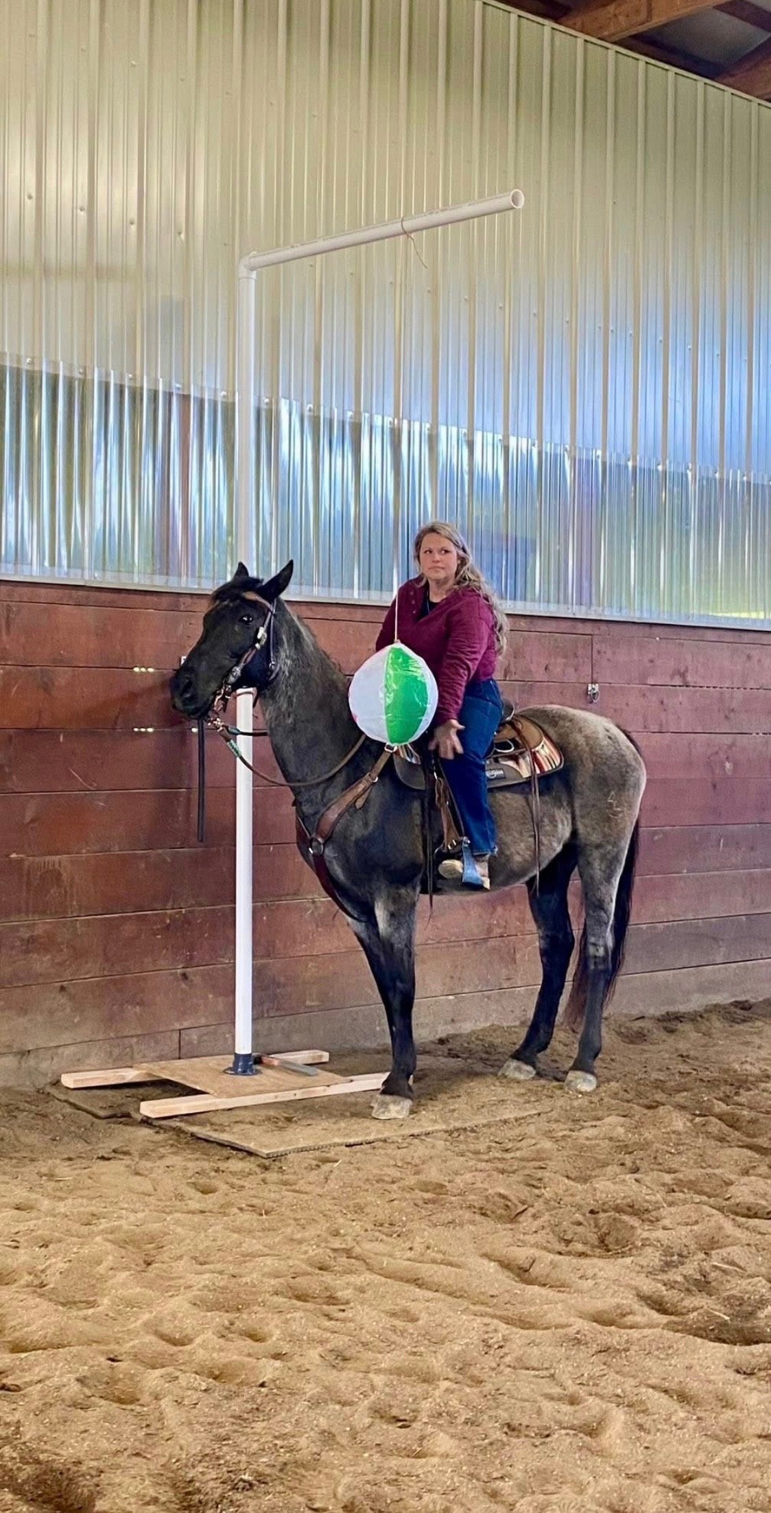 Mounted Unit team horses going through training.