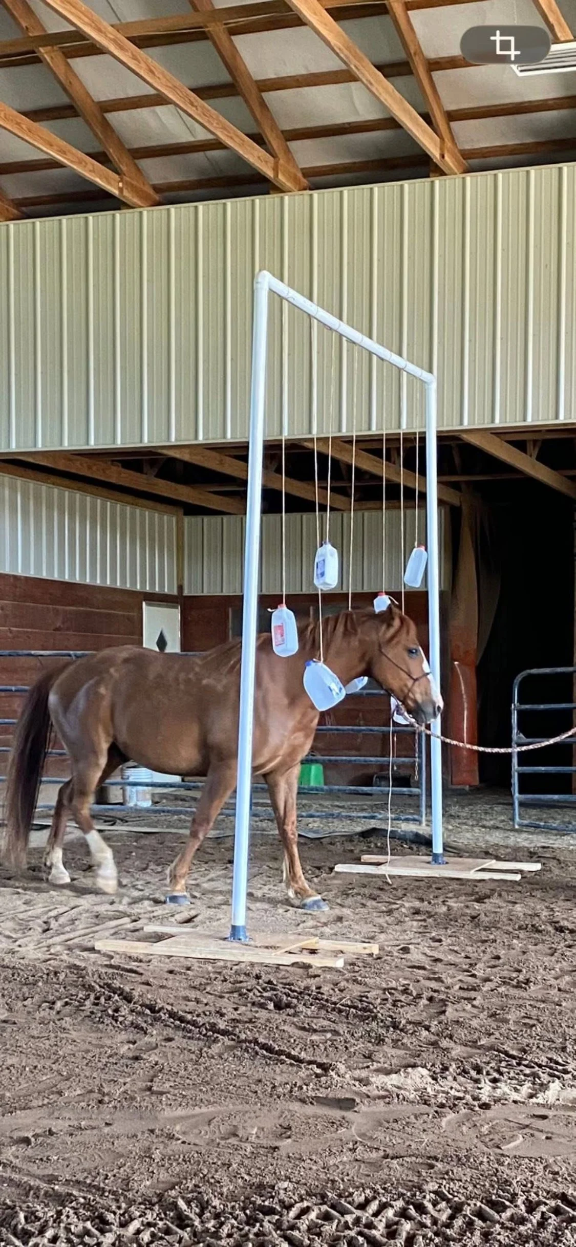 Mounted Unit team horses going through training.