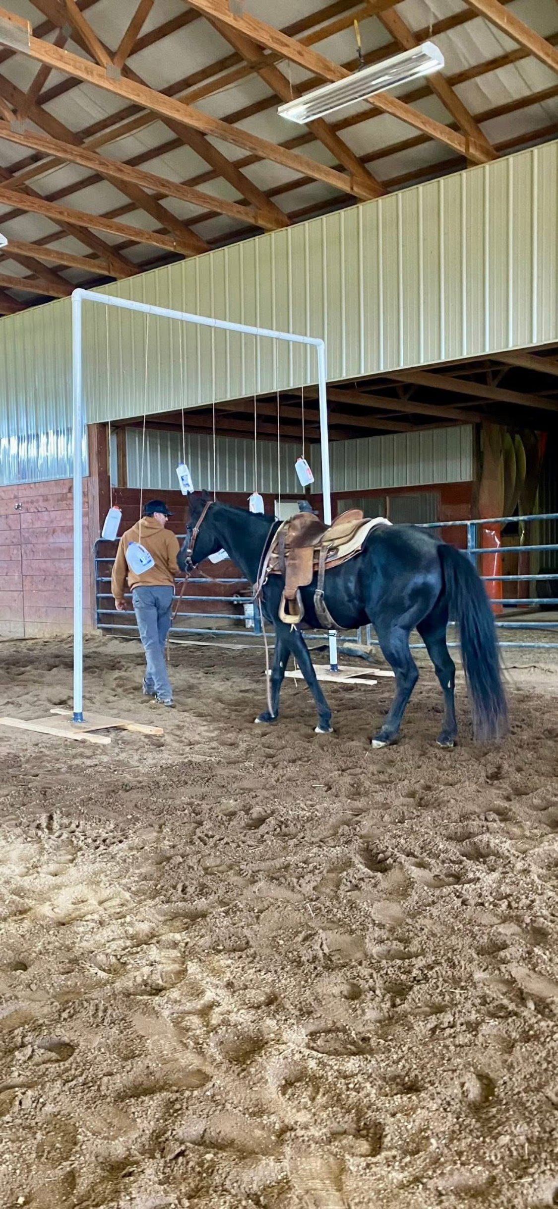 Mounted Unit team horses going through training.