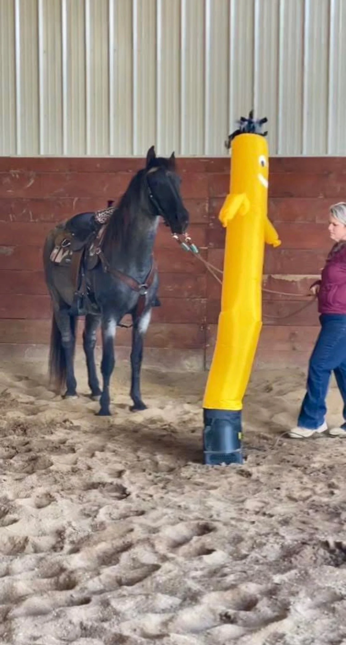 Mounted Unit team horses going through training.