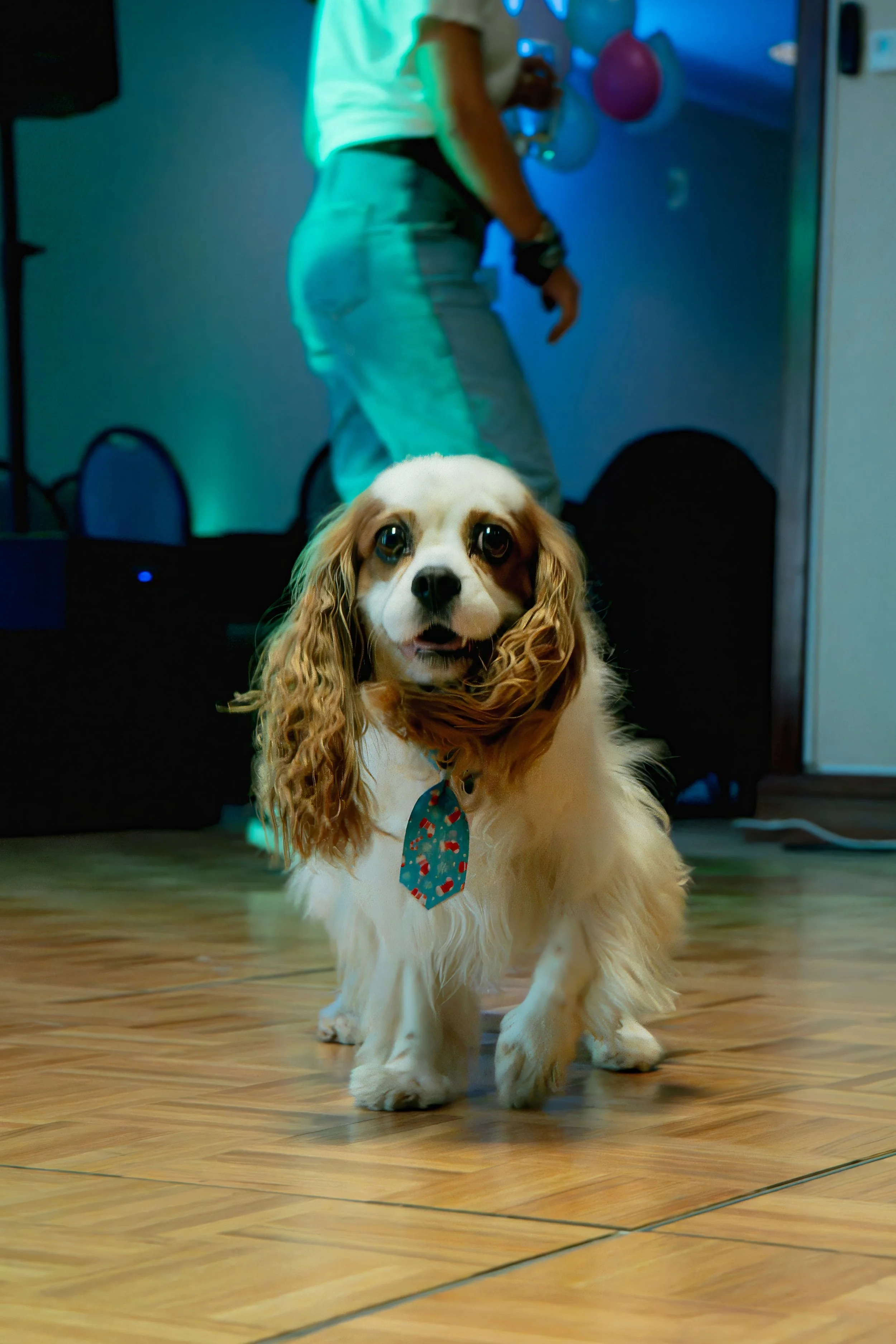 HIGHGATE - FESTA DE NATAL-02.jpg