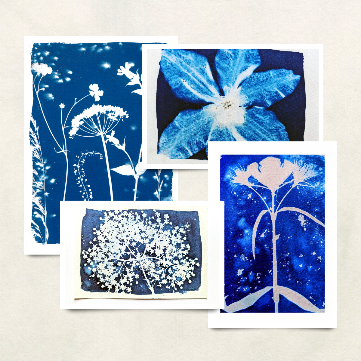 Botanical Photograms