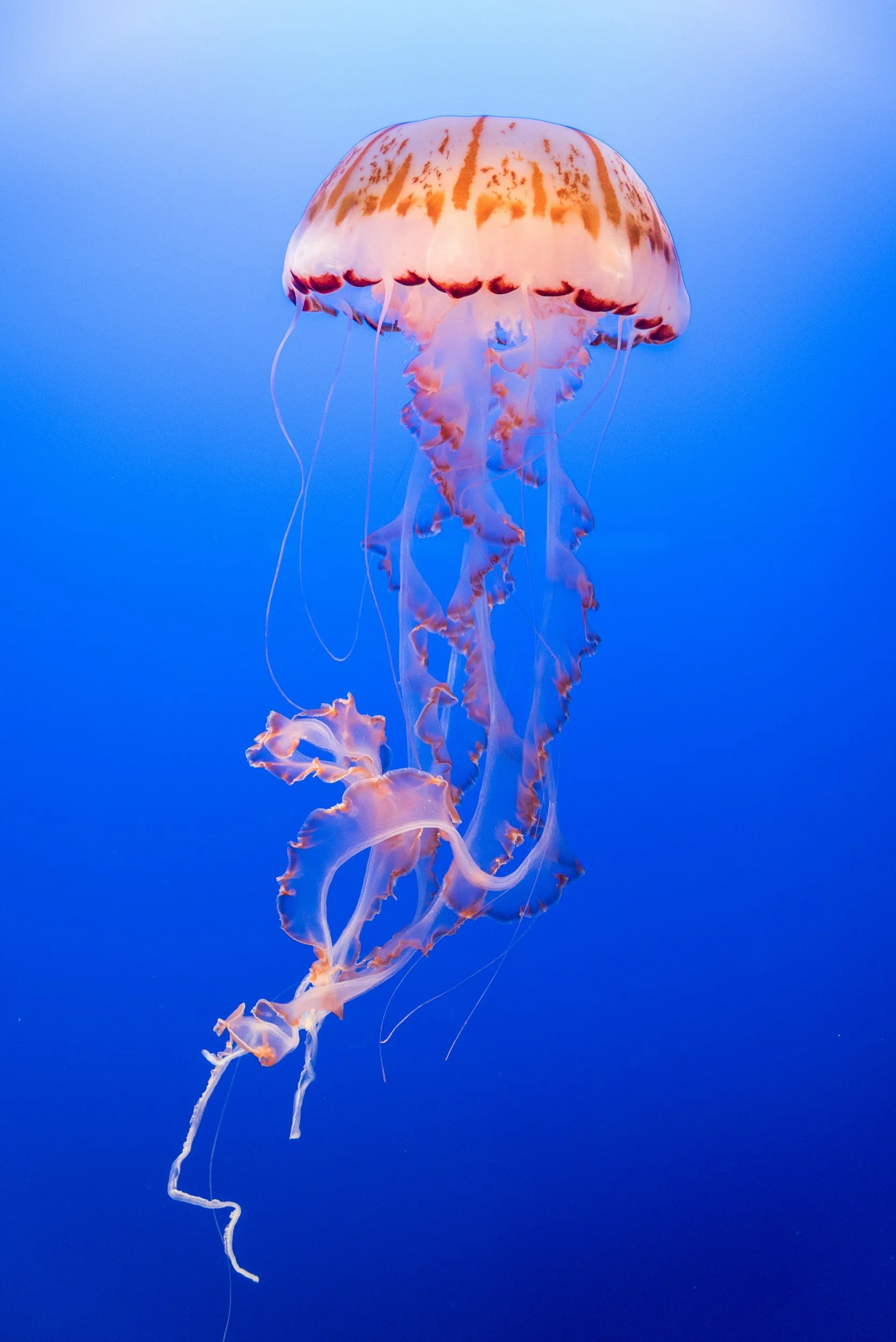 Paper Plate Jellyfish Craft