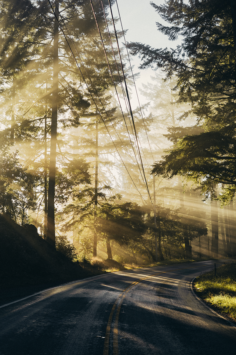 A winding mountain road surrounded by tall evergreen trees with sunlight streaming through the branches, creating rays of light and a misty atmosphere.