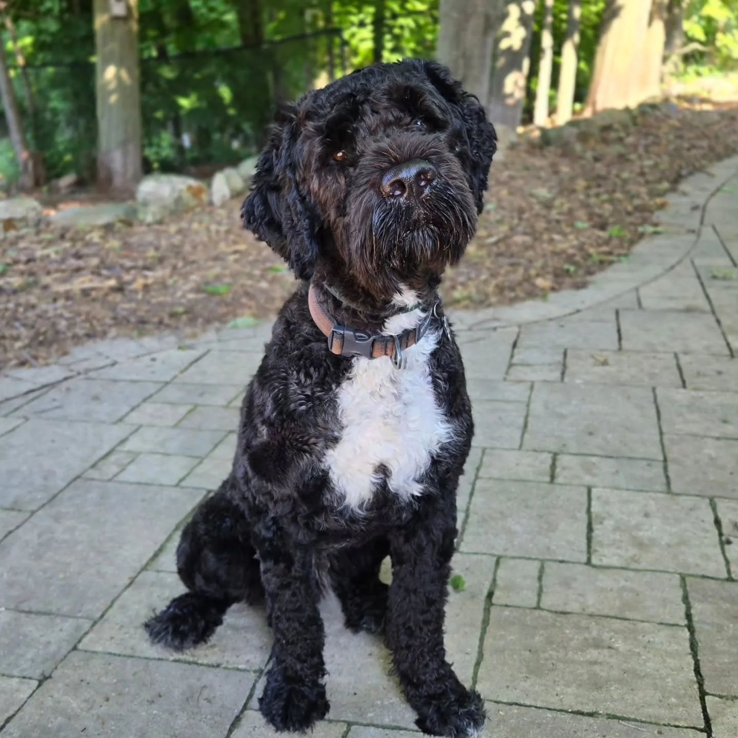 Welcome Murphy to our Refresher Training Program! 💚💙
.
.
.
Contact us for a free consultation!
(905) 462-3590 
info@ek9.ca 
ek9.ca