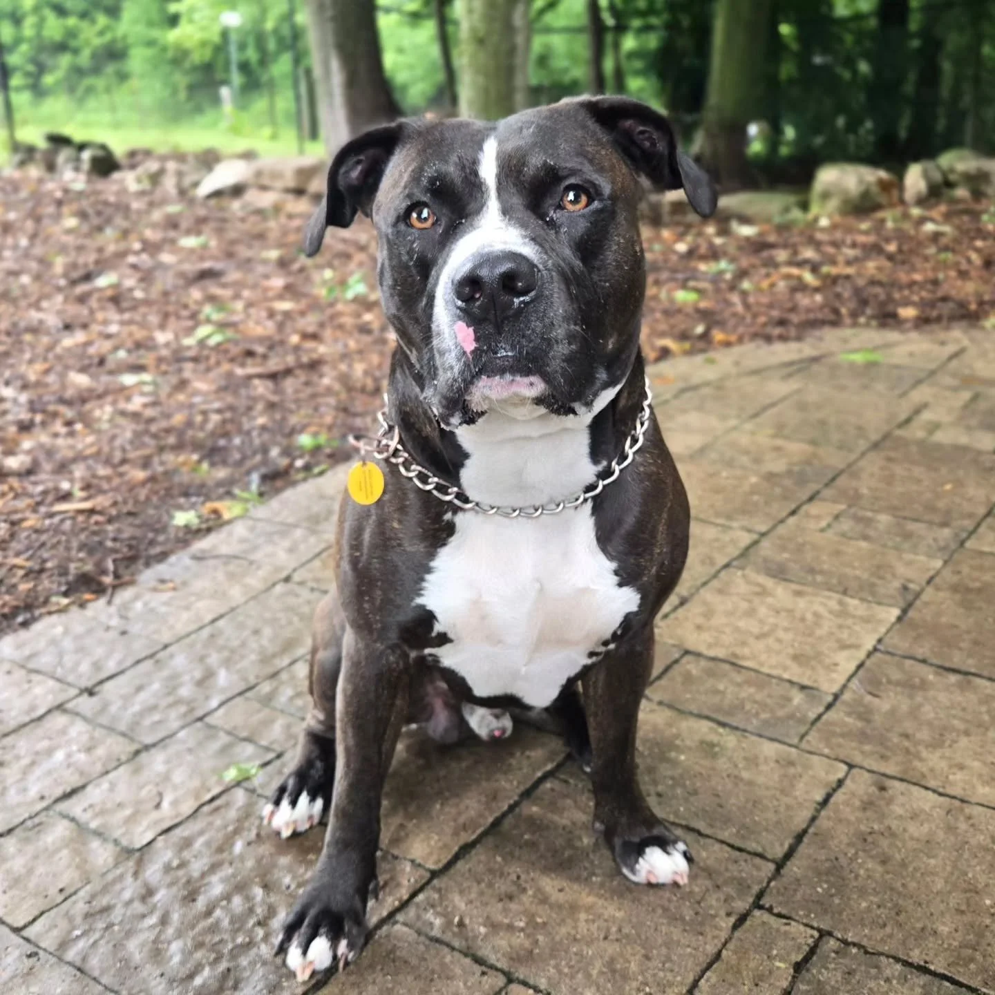 Welcome Stachu to out Off-Leash Obedience Program! 💙💚
.
.
.
Contact us for a free consultation!
(905) 462-3590 
info@ek9.ca 
ek9.ca