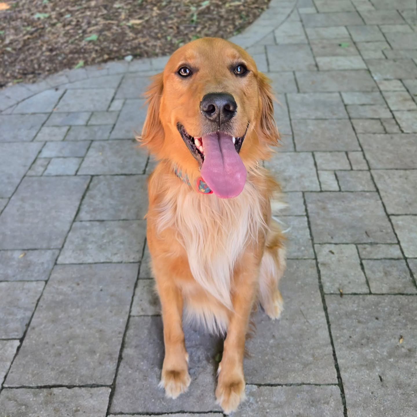 Maui is back for our Client Boarding Program! 💚💙
.
.
.
Contact us for a free consultation!
(905) 462-3590 
info@ek9.ca 
ek9.ca
