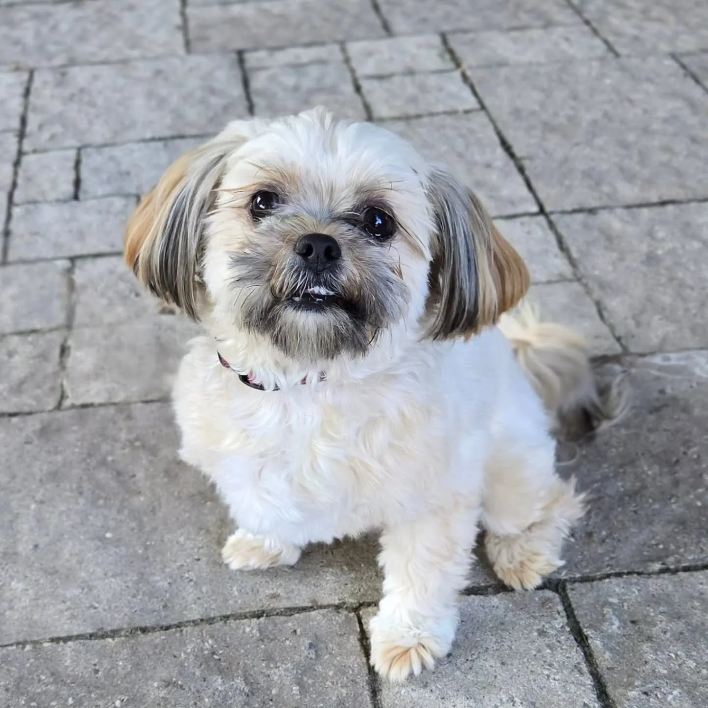 Ozzy is back for our Client Boarding Program! 💚💙
.
.
.
Contact us for a free consultation!
(905) 462-3590 
info@ek9.ca 
ek9.ca