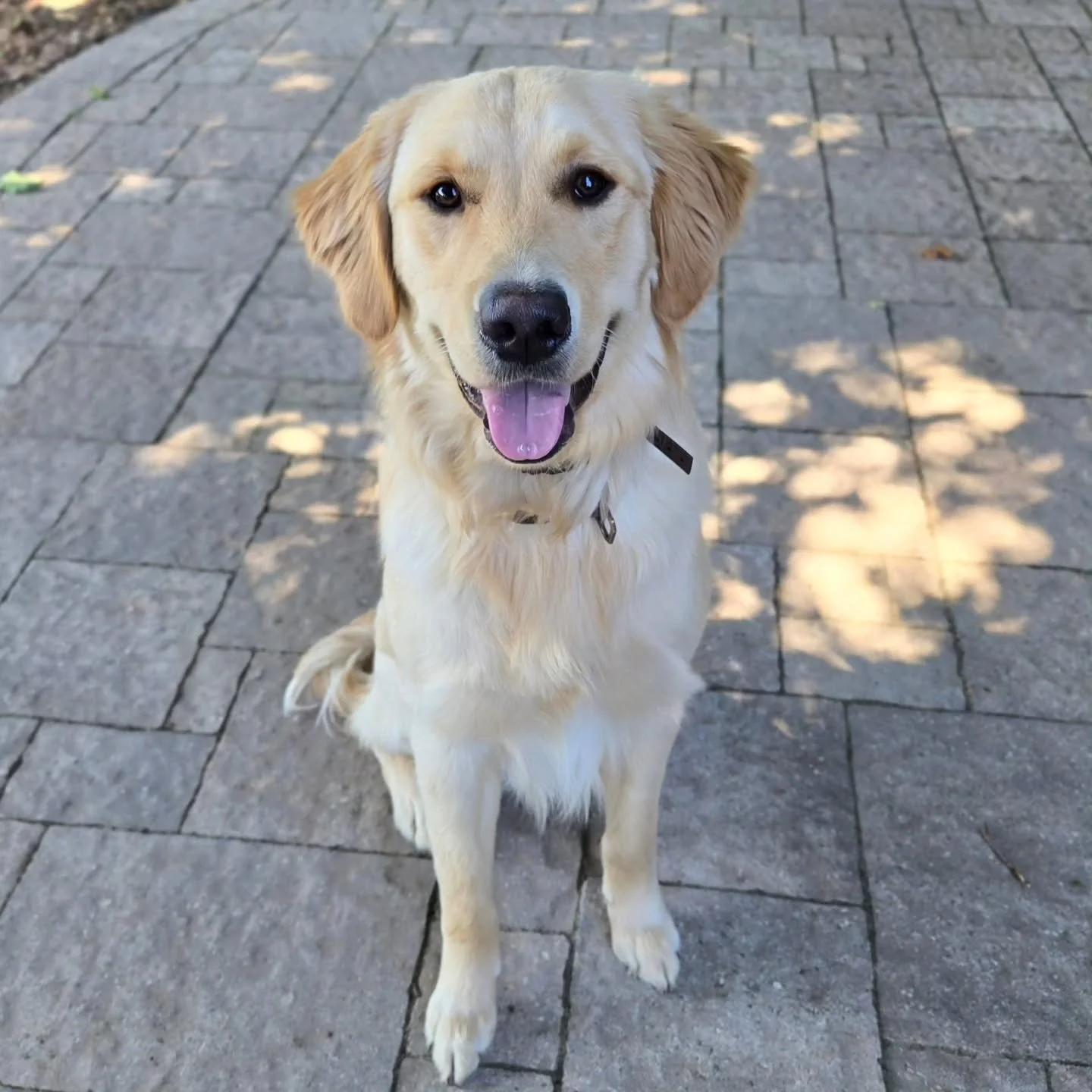Hank is back for our Client Boarding Program! 💙💚
.
.
.
Contact us for a free consultation!
(905) 462-3590 
info@ek9.ca 
ek9.ca