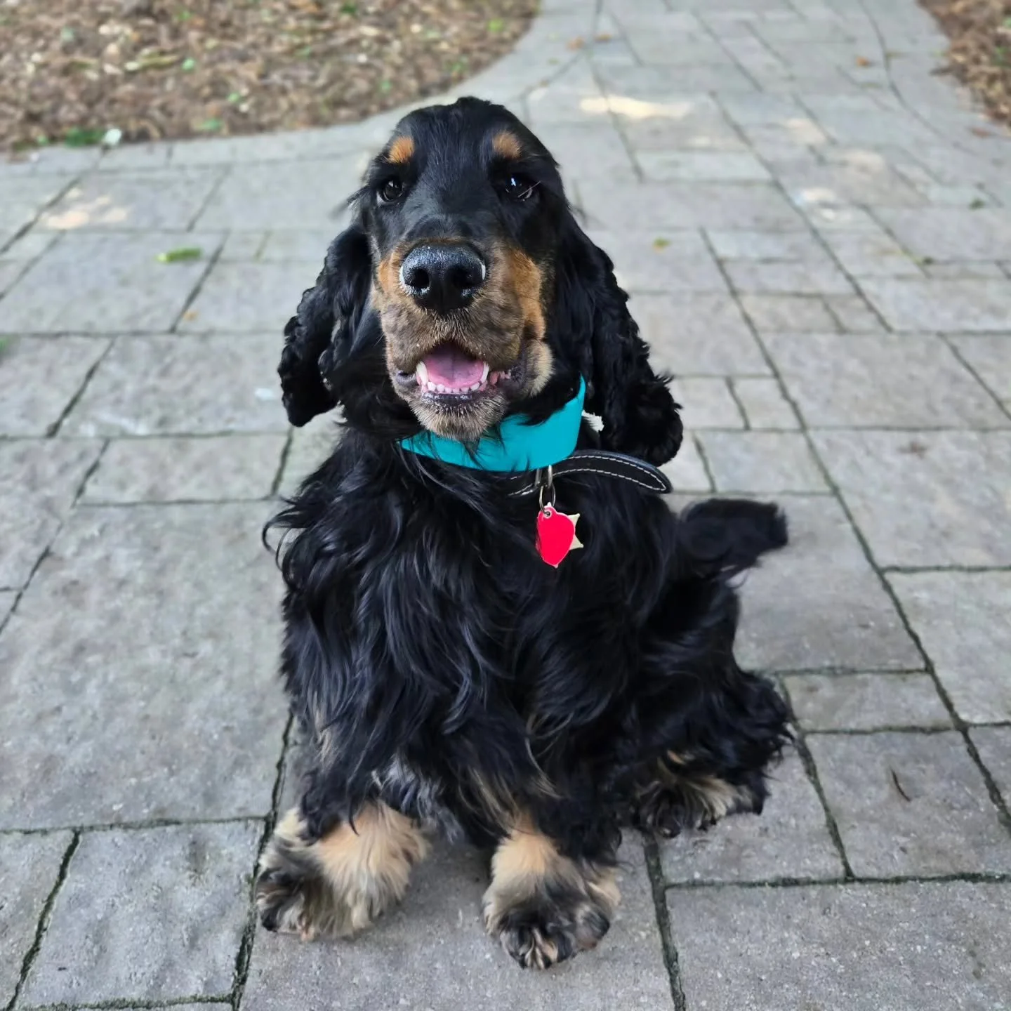 Dash is back for our Client Boarding Program! 💚💙
.
.
.
Contact us for a free consultation!
(905) 462-3590 
info@ek9.ca 
ek9.ca