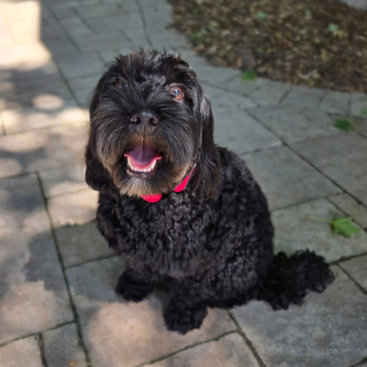 Bruce is back for our Client Boarding Program! 💙💚
.
.
.
Contact us for a free consultation!
(905) 462-3590 
info@ek9.ca 
ek9.ca