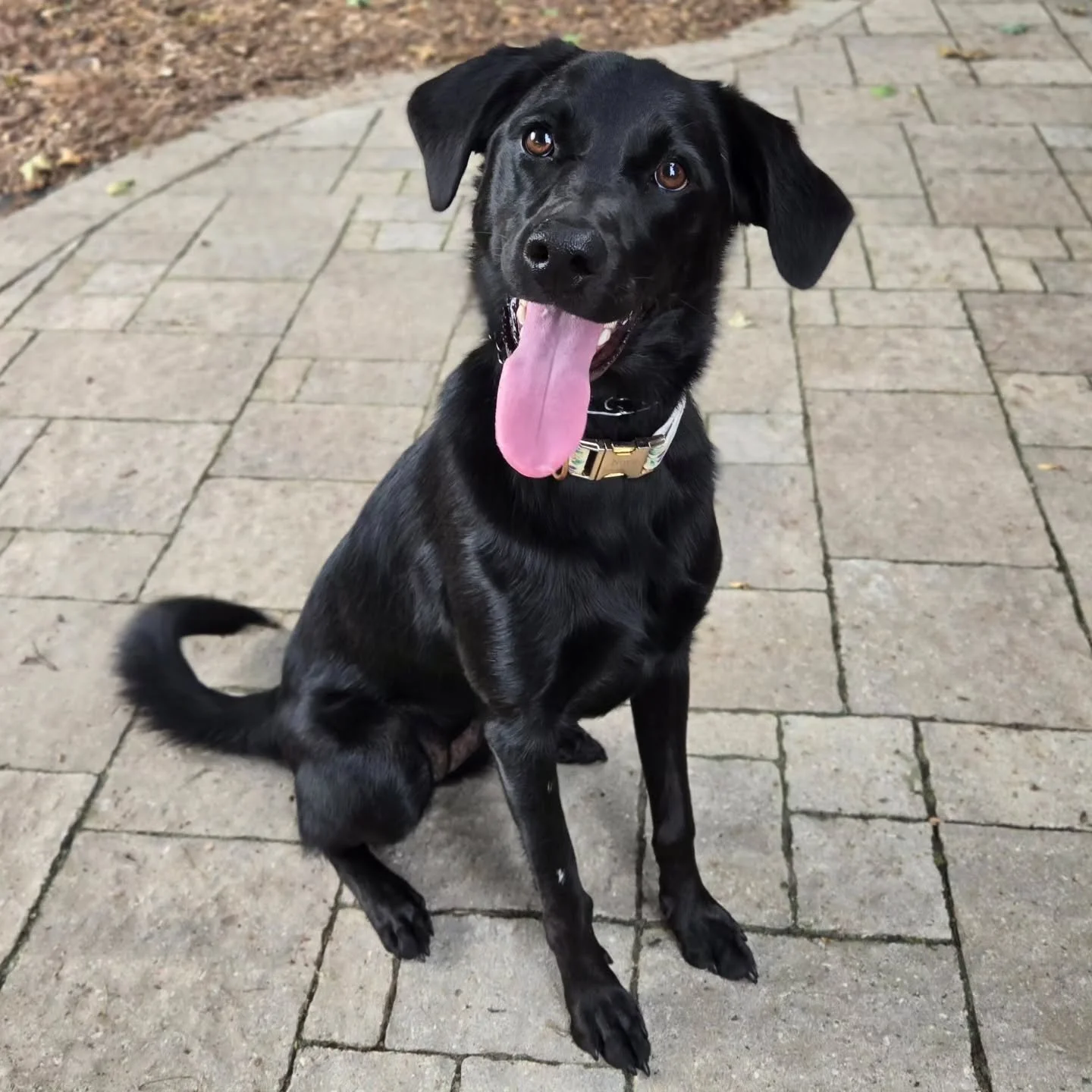 Nova is back for our Client Boarding Program! 💚💙
.
.
.
Contact us for a free consultation!
(905) 462-3590 
info@ek9.ca 
ek9.ca