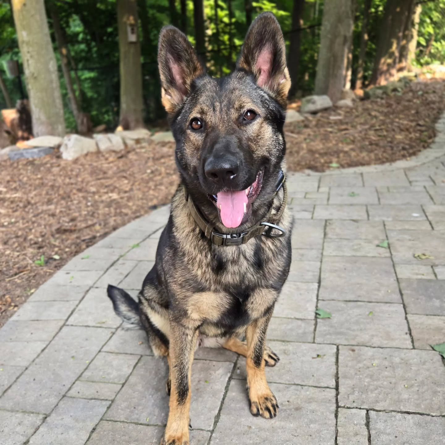Freya is back for our Client Boarding Program! 💚💙
.
.
.
Contact us for a free consultation!
(905) 462-3590 
info@ek9.ca 
ek9.ca