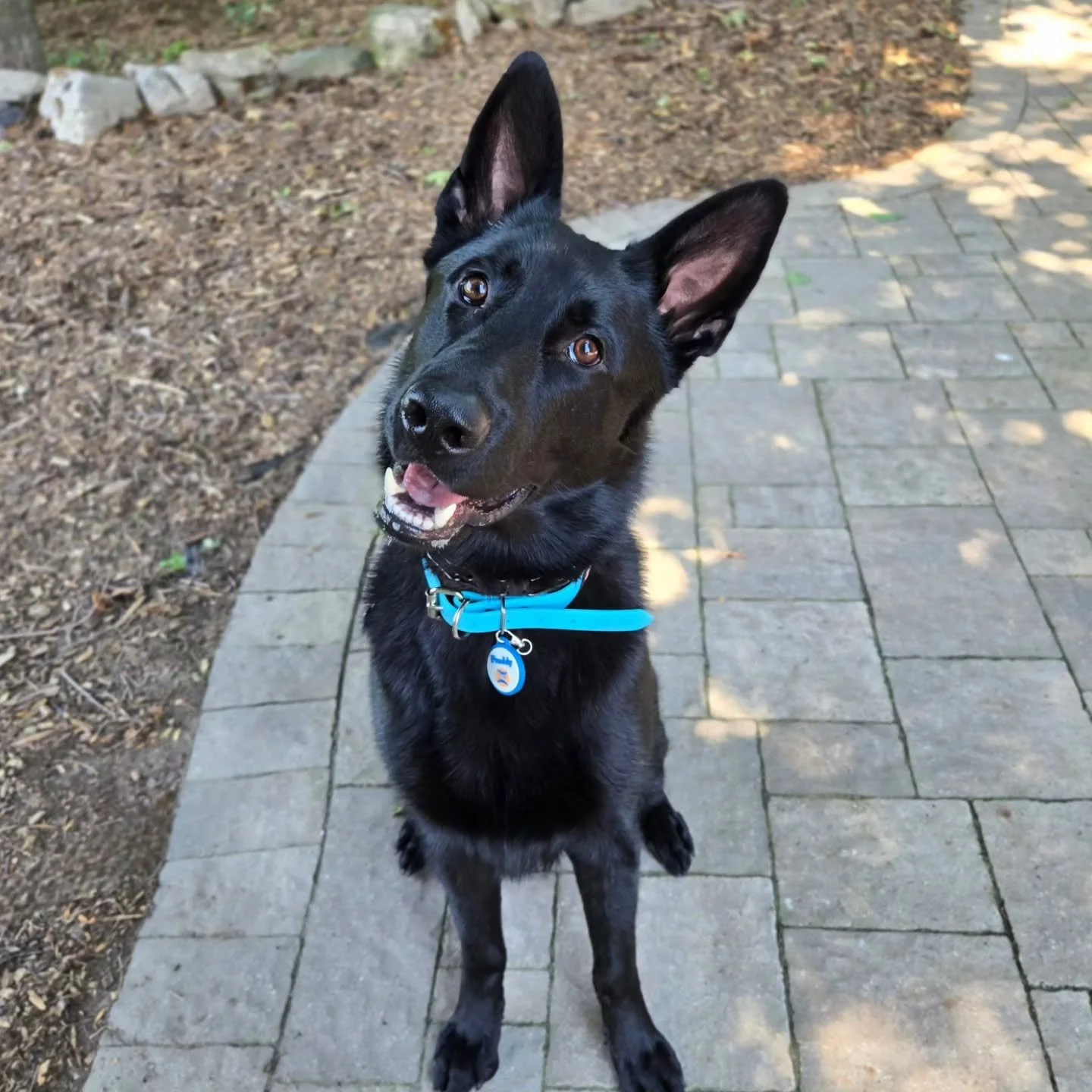Welcome Freddy to our Client Boarding Program! 💙💚
.
.
.
Contact us for a free consultation!
(905) 462-3590 
info@ek9.ca 
ek9.ca