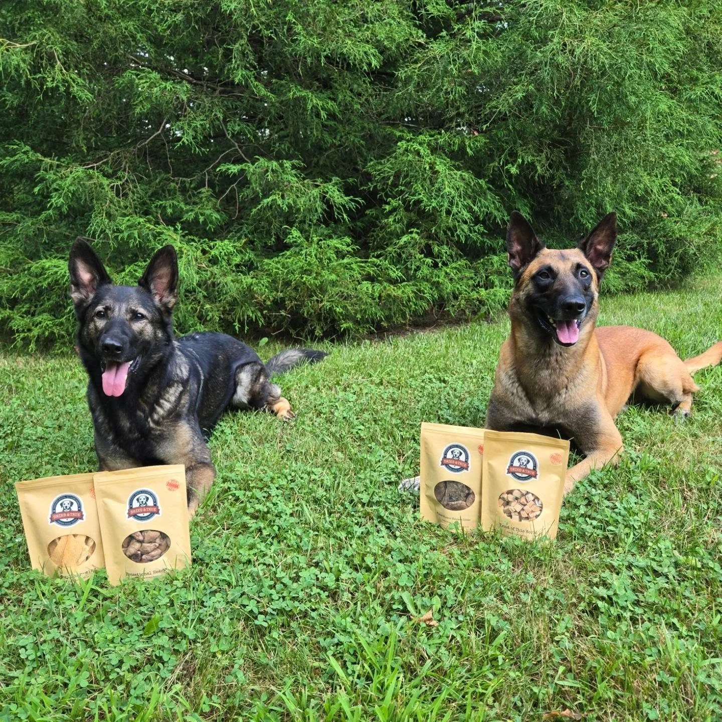 Our friends at @driedandtruetreats have generously provided us with our own discount code so that our clients can receive 15% off their products! 💚

We love Dried &amp; True freeze-dried treats as they are locally made with no additives and fillers!