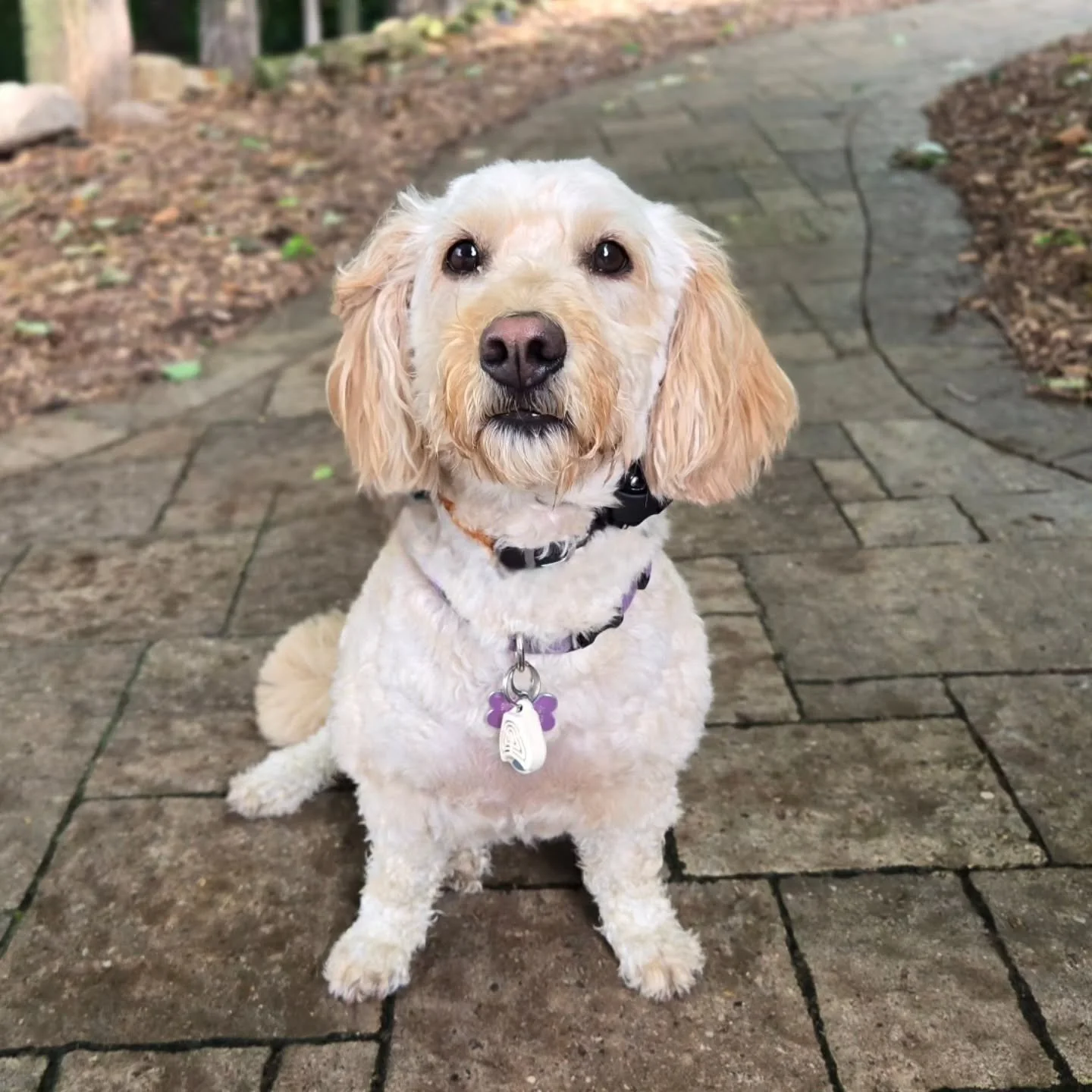 Rosie is back for our Boarding for Alumni Program! 💚💙
.
.
.
Contact us for a free consultation! 
(905) 462-3590 
info@ek9.ca 
ek9.ca