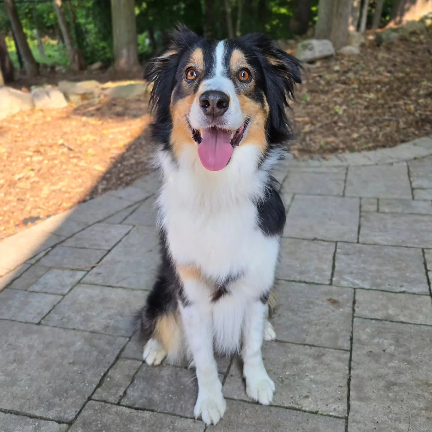 Welcome Blaze to our Boarding for Alumni Program! 💙💚
.
.
.
Contact us for a free consultation!
(905) 462-3590 
info@ek9.ca 
ek9.ca