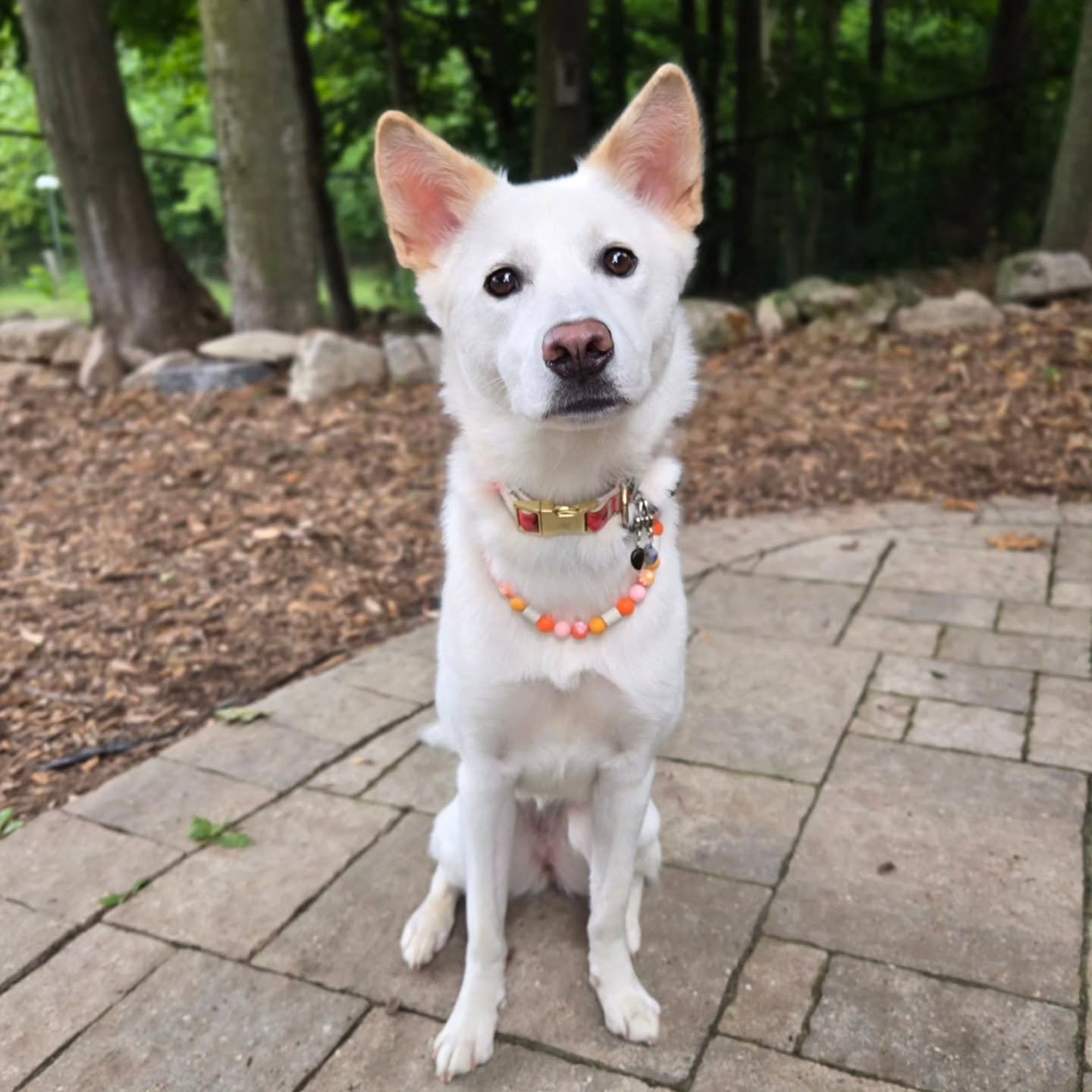 Welcome Lila to our Off-Leash Obedience with some Behaviour Modification Program 💚💙 
.
.
.
Contact us for a free consultation!
(905) 462-3590 
info@ek9.ca 
ek9.ca