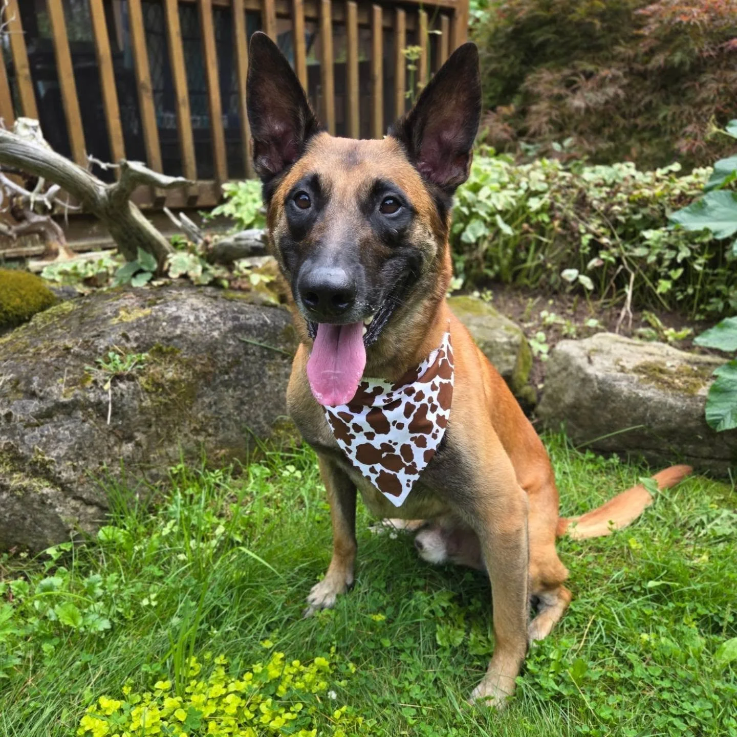 We are obsessed with our new bandanas from @theherbandhound for Einstein &amp; Kaja! 😍 

Of course Einstein had to get the cow print since he loves staring at our neighbour's cows whenever he has the chance to spot them! Kaja had to get the Aztec pr