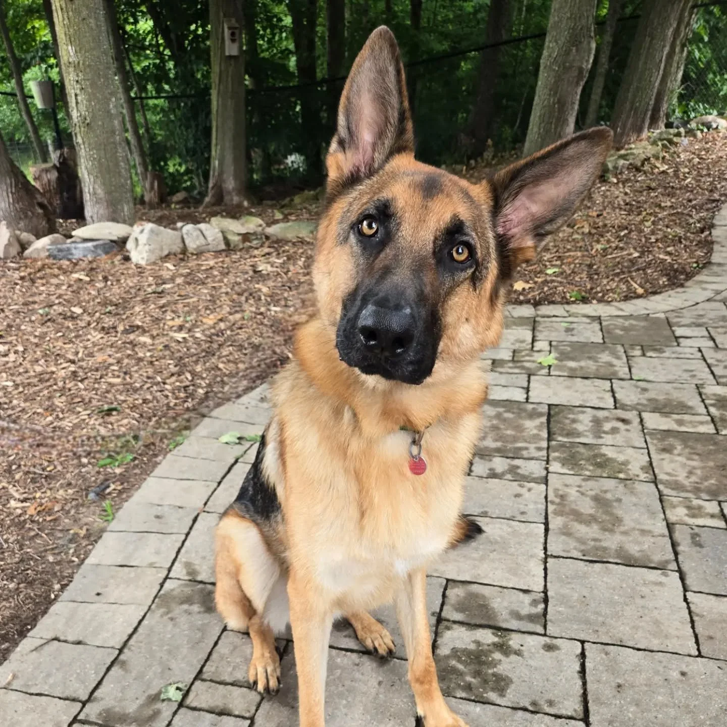 Ryker is back for our Boarding for Alumni Program! 💙💚
.
.
.
Contact us for a free consultation!
(905) 462-3590 
info@ek9.ca 
ek9.ca