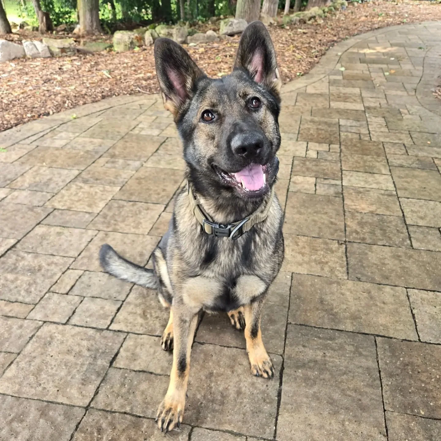 Freya is back for our Boarding for Alumni Program! 💚💙
.
.
.
Contact us for a free consultation! 
(905) 462-3590 
info@ek9.ca 
ek9.ca