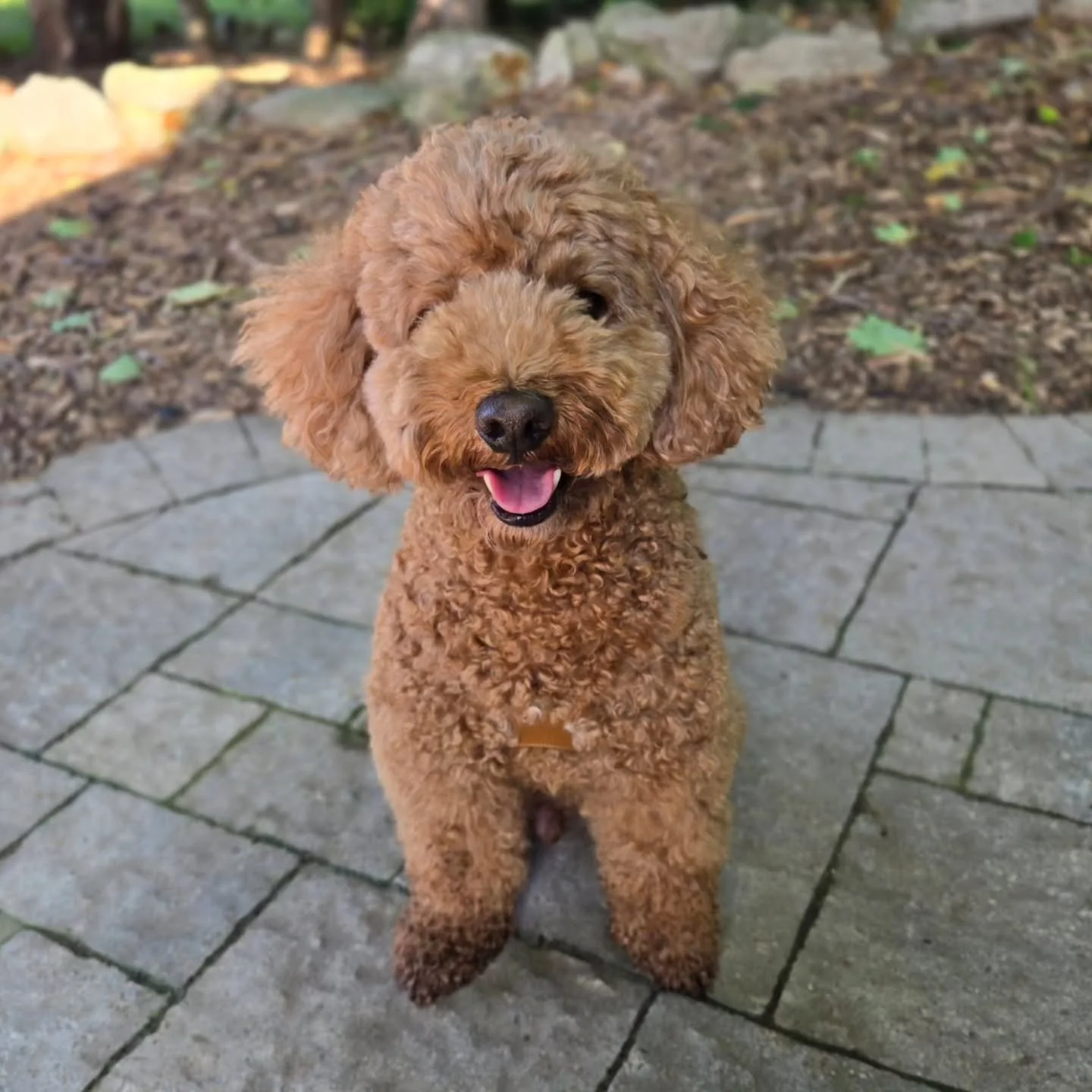 Welcome Henry to our Behaviour Modification Program! 💚💙
.
.
.
Contact us for a free consultation!
(905) 462-3590 
info@ek9.ca 
ek9.ca