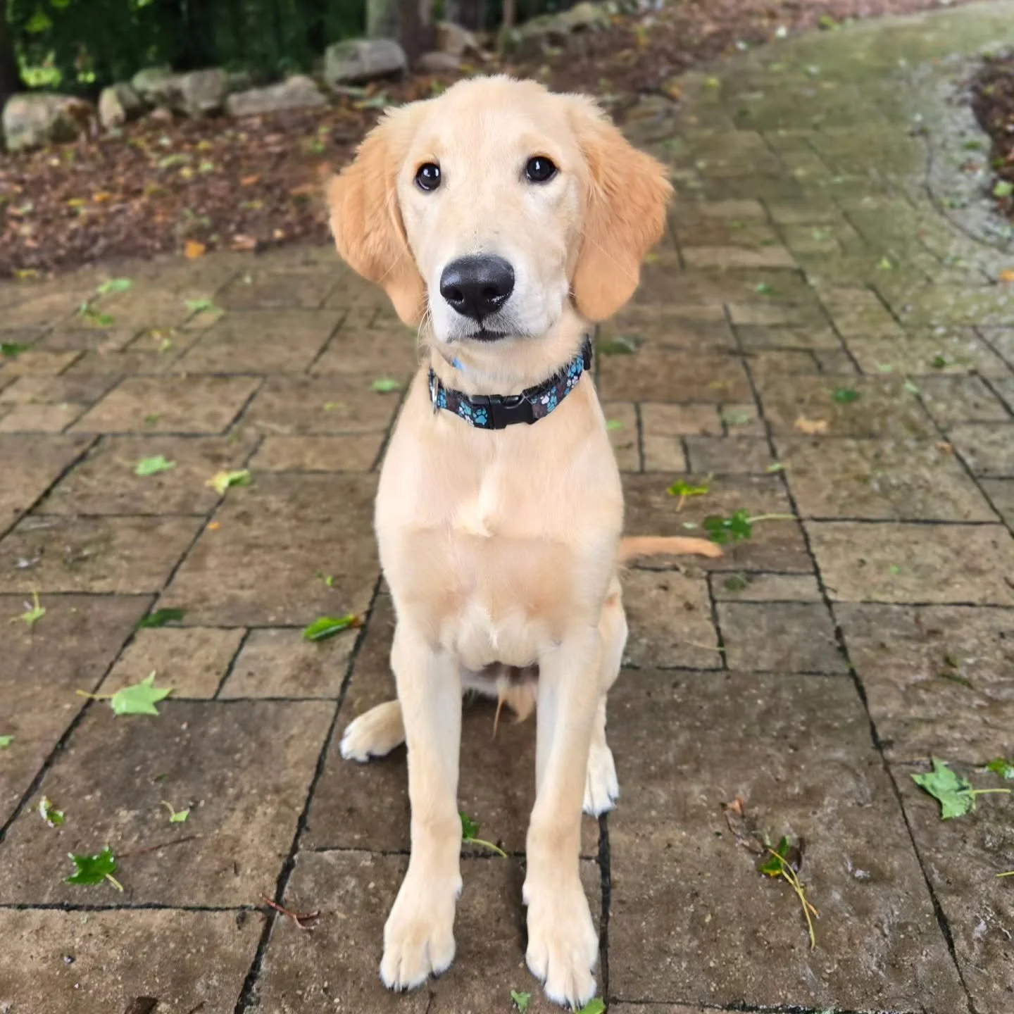 Welcome Rory to our Puppy Foundations Program! 💙💚
.
.
.
Contact us for a free consultation! 
(905) 462-3590 
info@ek9.ca 
ek9.ca