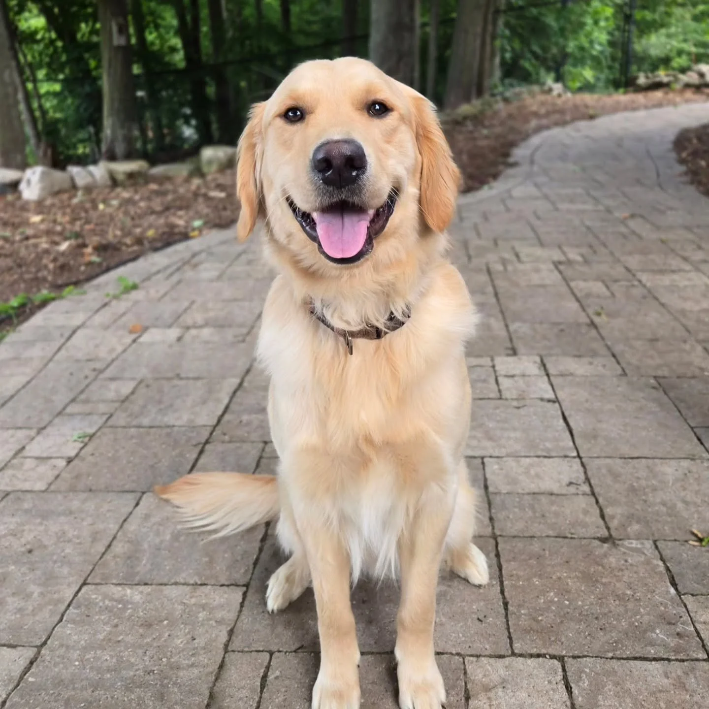 Hank is here for our Boarding for Alumni Program! 💚💙
.
.
.
Contact us for a free consultation!
(905) 462-3590 
info@ek9.ca 
ek9.ca