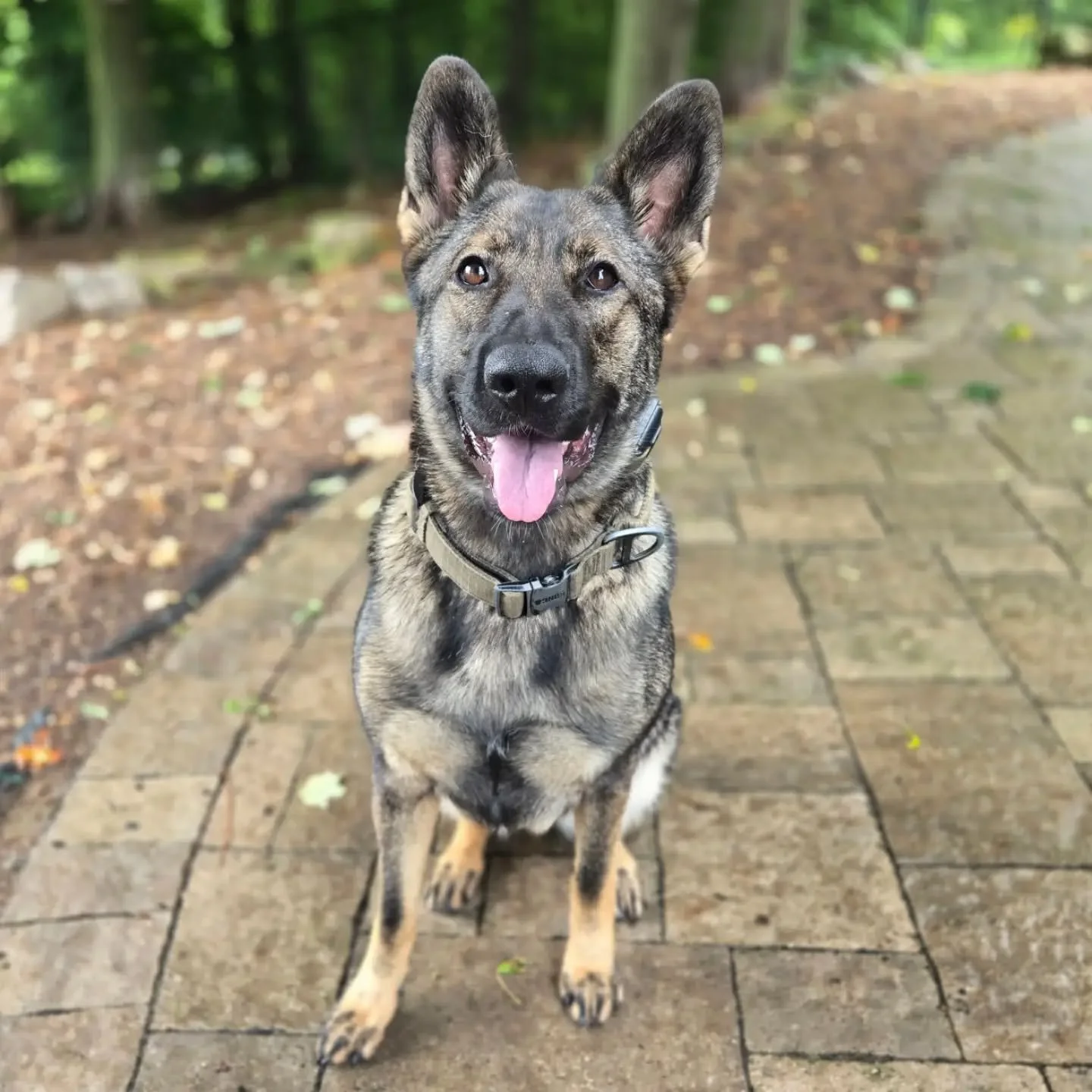 Freya is back for our Boarding for Alumni Program! 💙💚
.
.
.
Contact us for a free consultation! 
(905) 462-3590 
info@ek9.ca 
ek9.ca