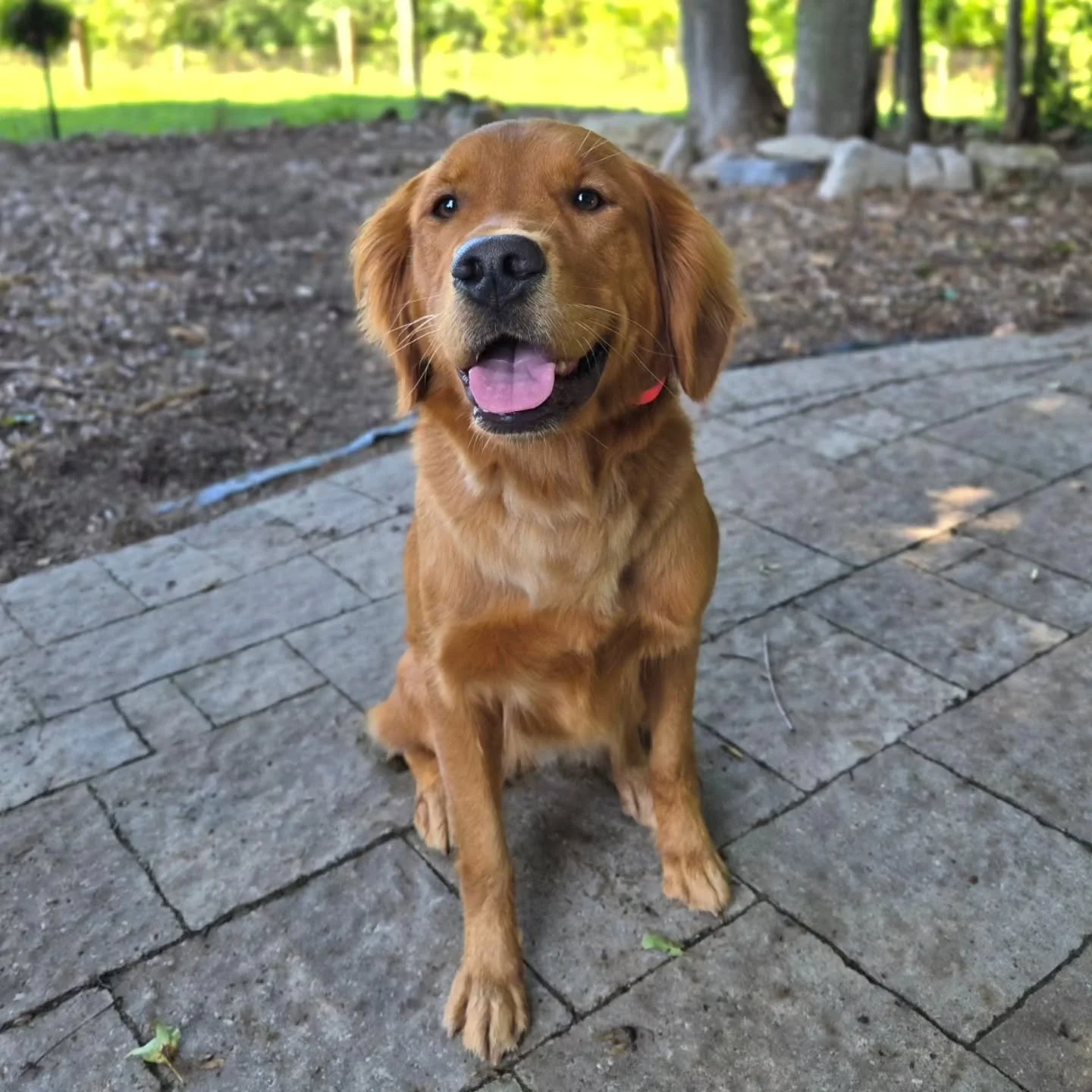 Chloe is back for our Boarding for Alumni Program! 💙💚
.
.
.
Contact us for a free consultation!
(905) 462-3590 
info@ek9.ca 
ek9.ca