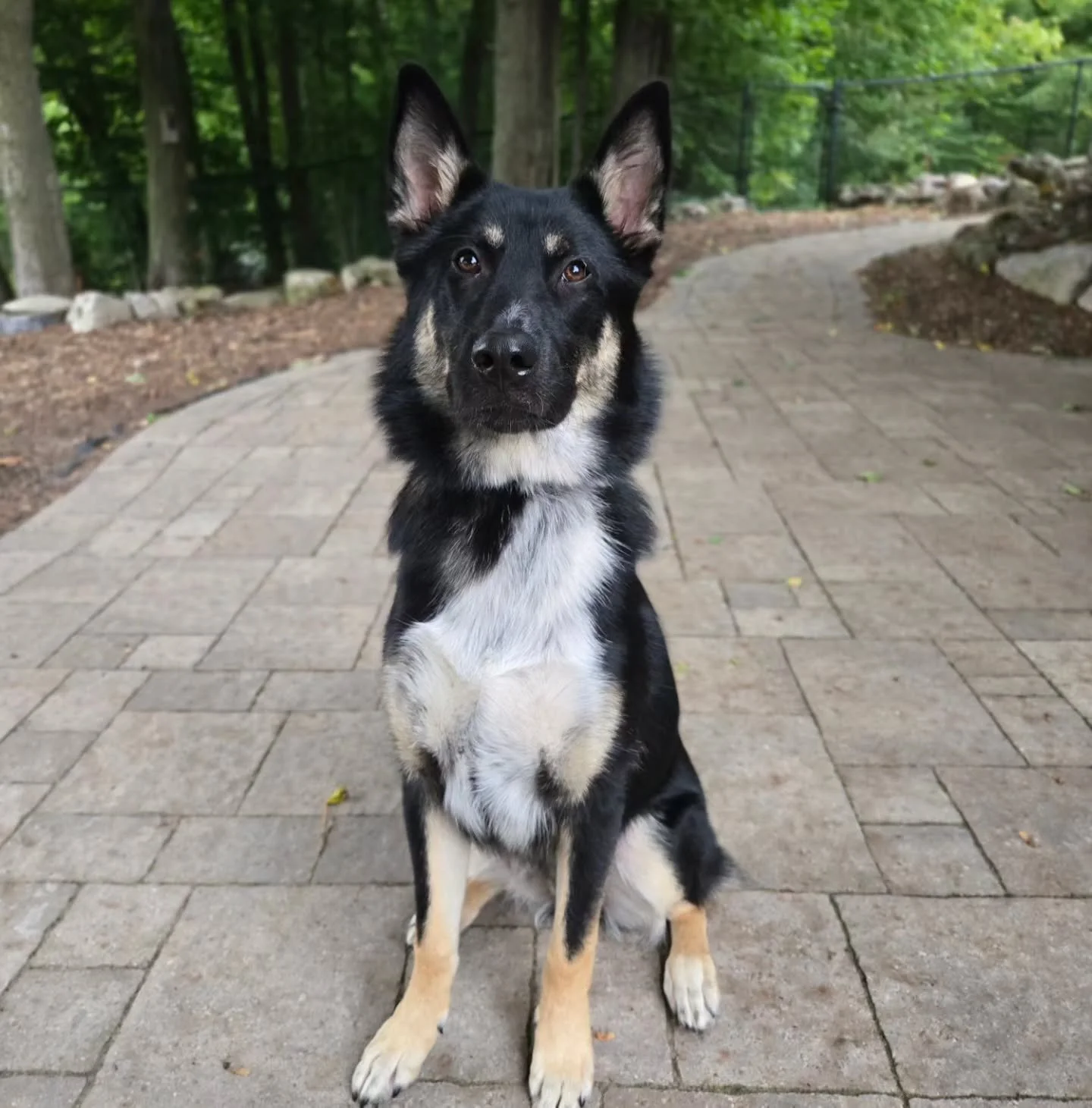 Welcome Jag to our Off-Leash Obedience Program! 💚💙
.
.
.
Contact us for a free consultation!
(905) 462-3590 
info@ek9.ca 
ek9.ca
