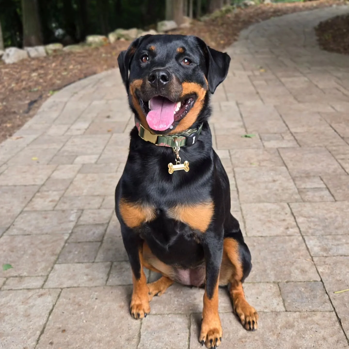 Welcome Koda to our Off-Leash Obedience Program! 💙💚
.
.
.
Contact us for a free consultation!
(905) 462-3590 
info@ek9.ca 
ek9.ca